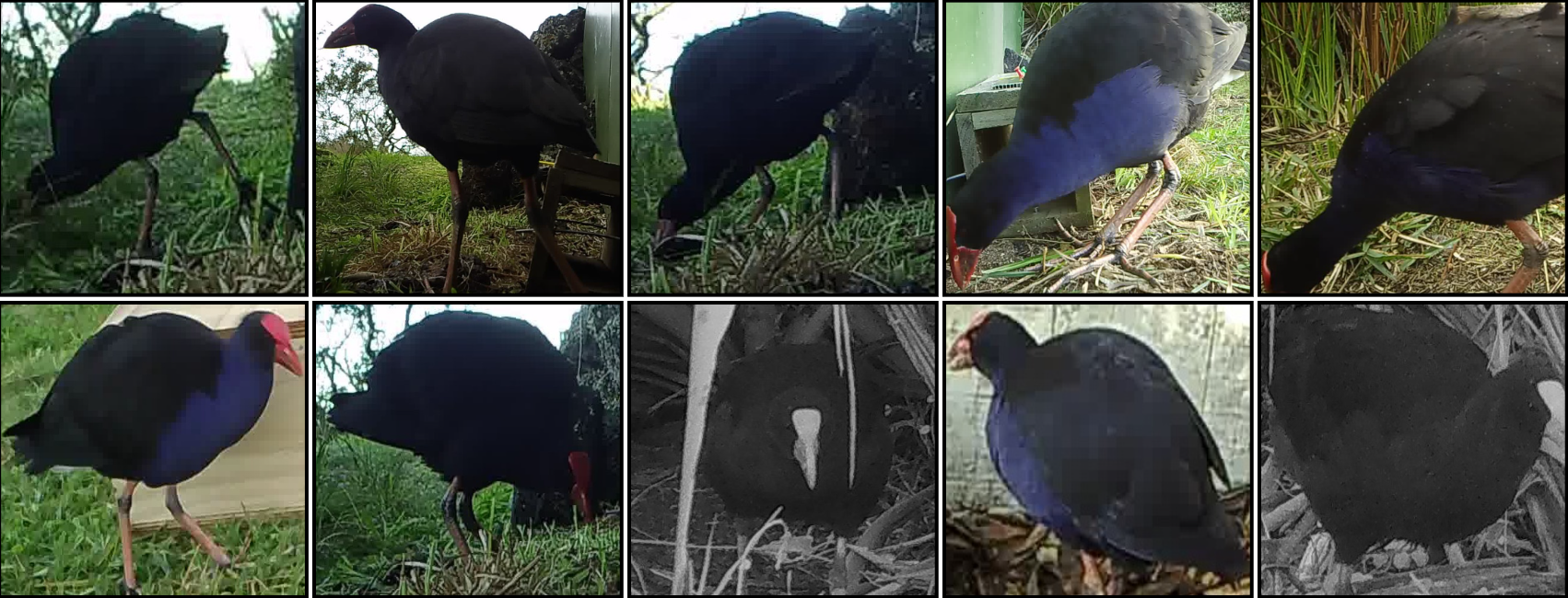Pūkeko