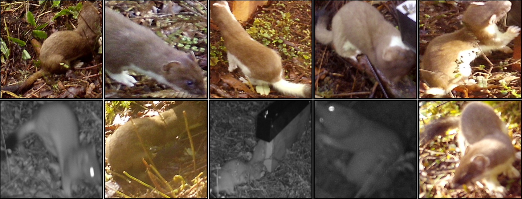 Stoat