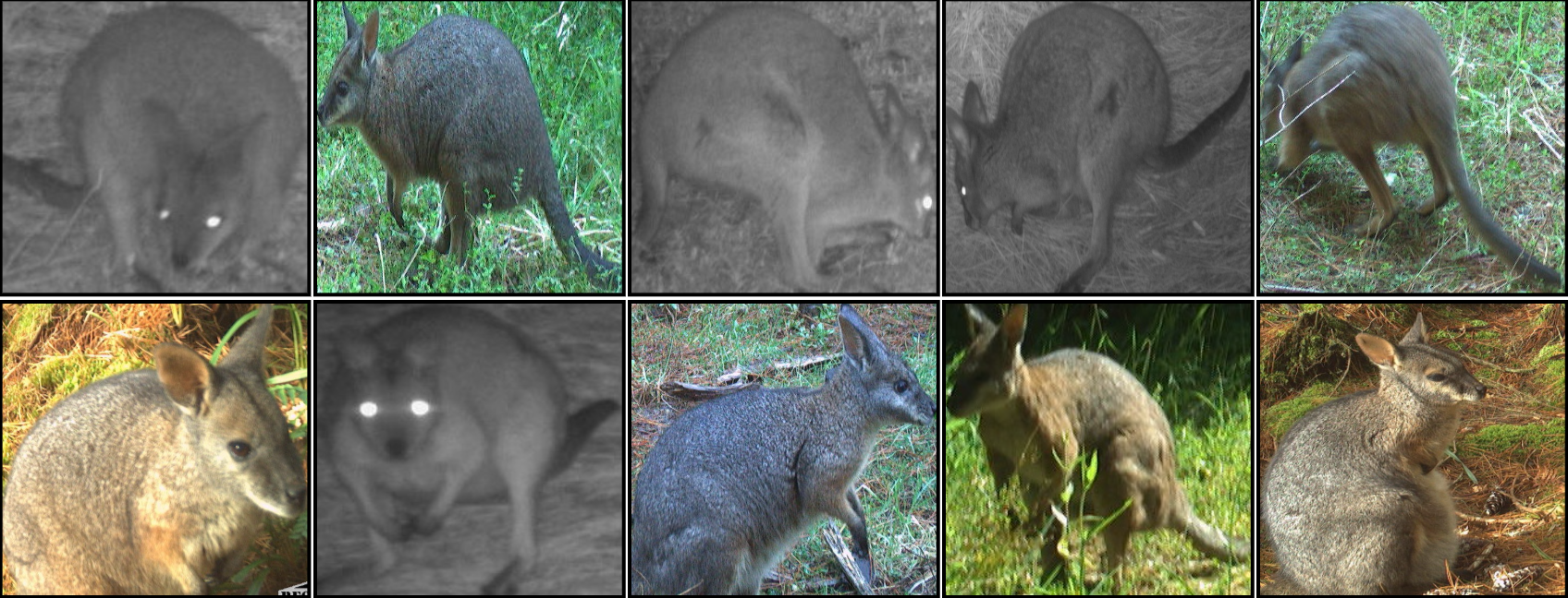 Wallaby
