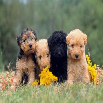 Lakeland-Terrier-puppies-sitting-outdoors_jpg.rf.61e7aaf9dfbf7ca55307642476617ba1.jpg