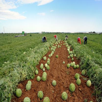 azienda-produzione-anguria_jpg.rf.c7b80e3aa86c9aa6e8384ff7091063a6.jpg