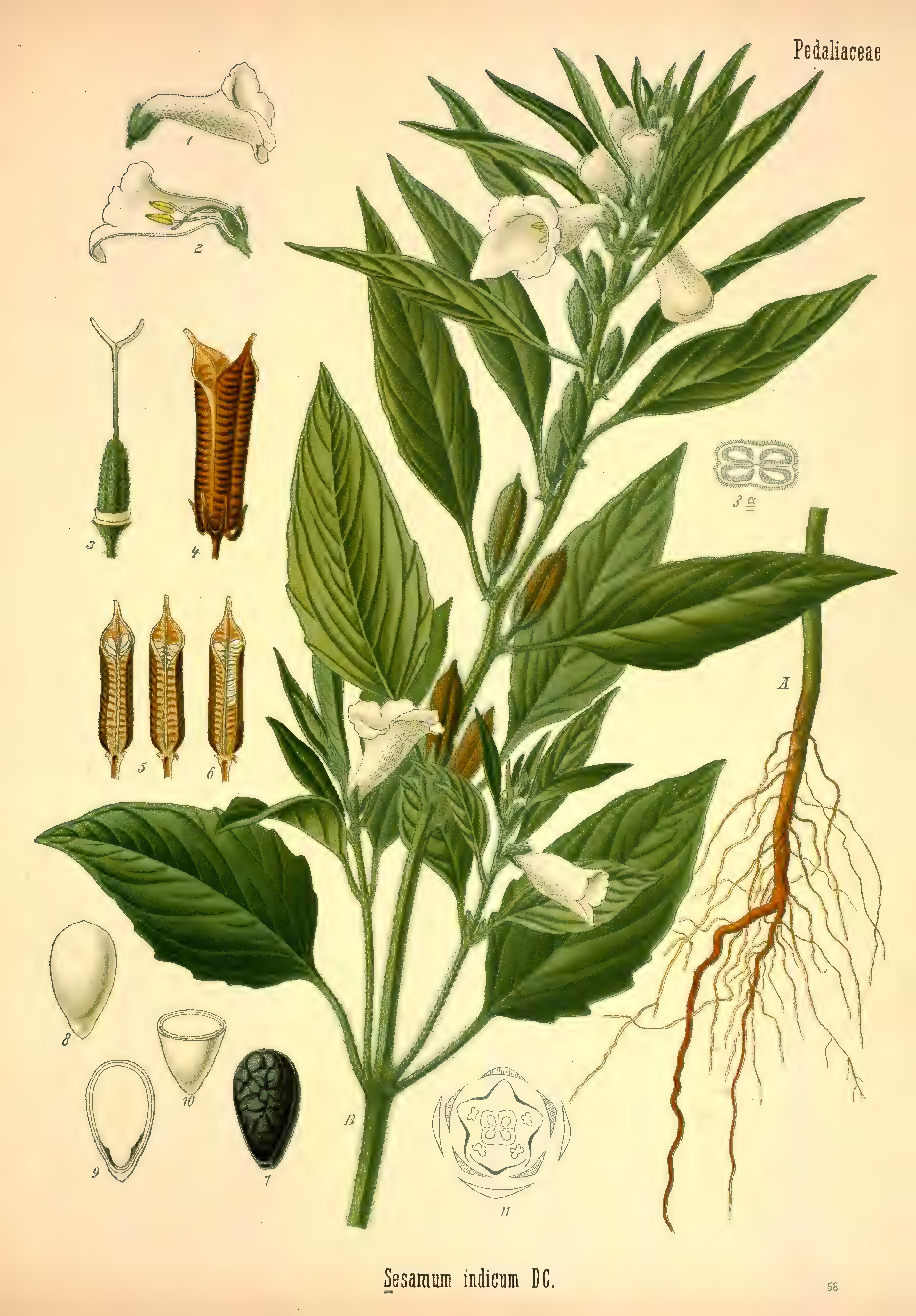 mobot31753002839105-3_page_491.png