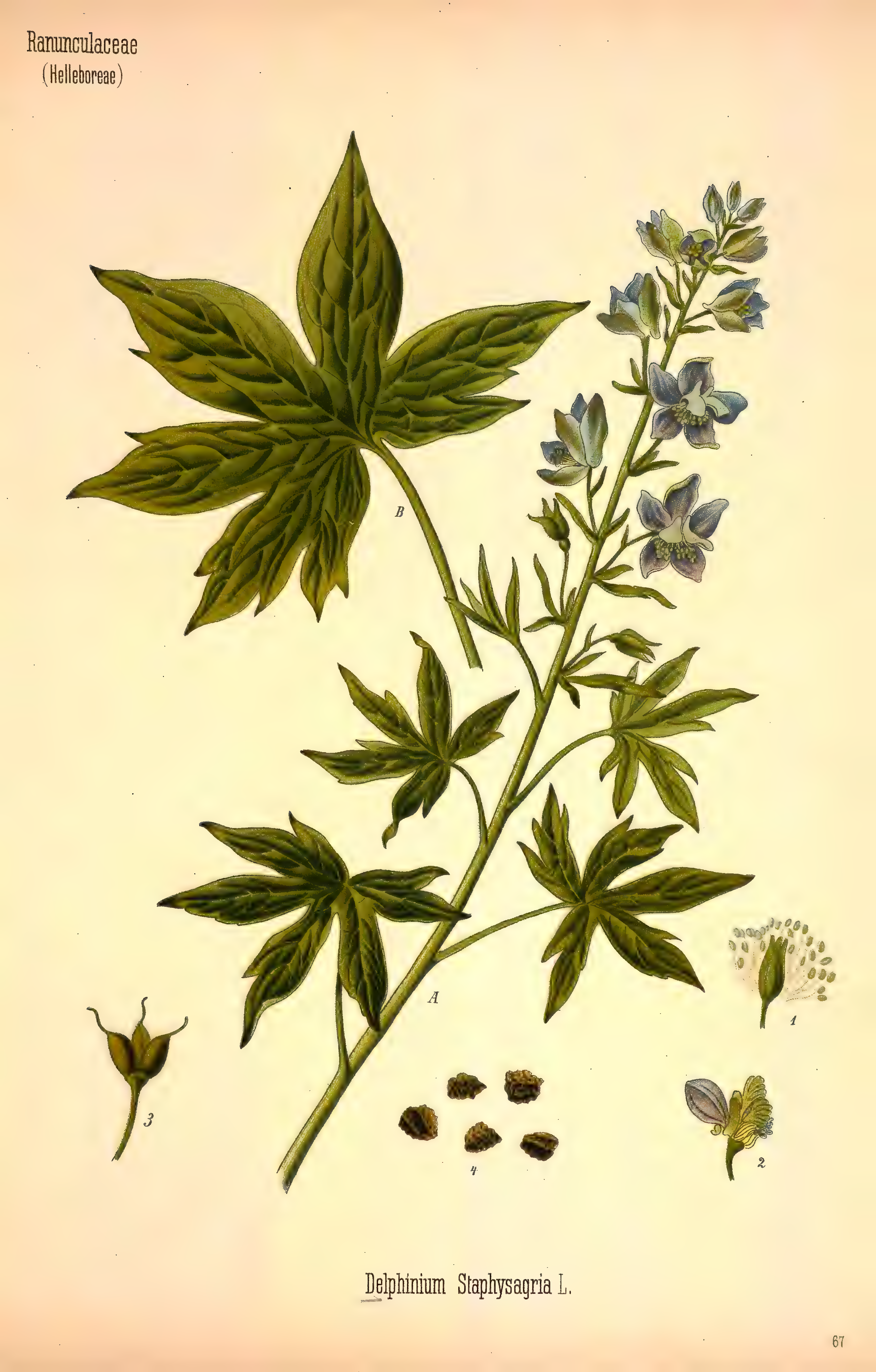mobot31753002839105-3_page_509.png