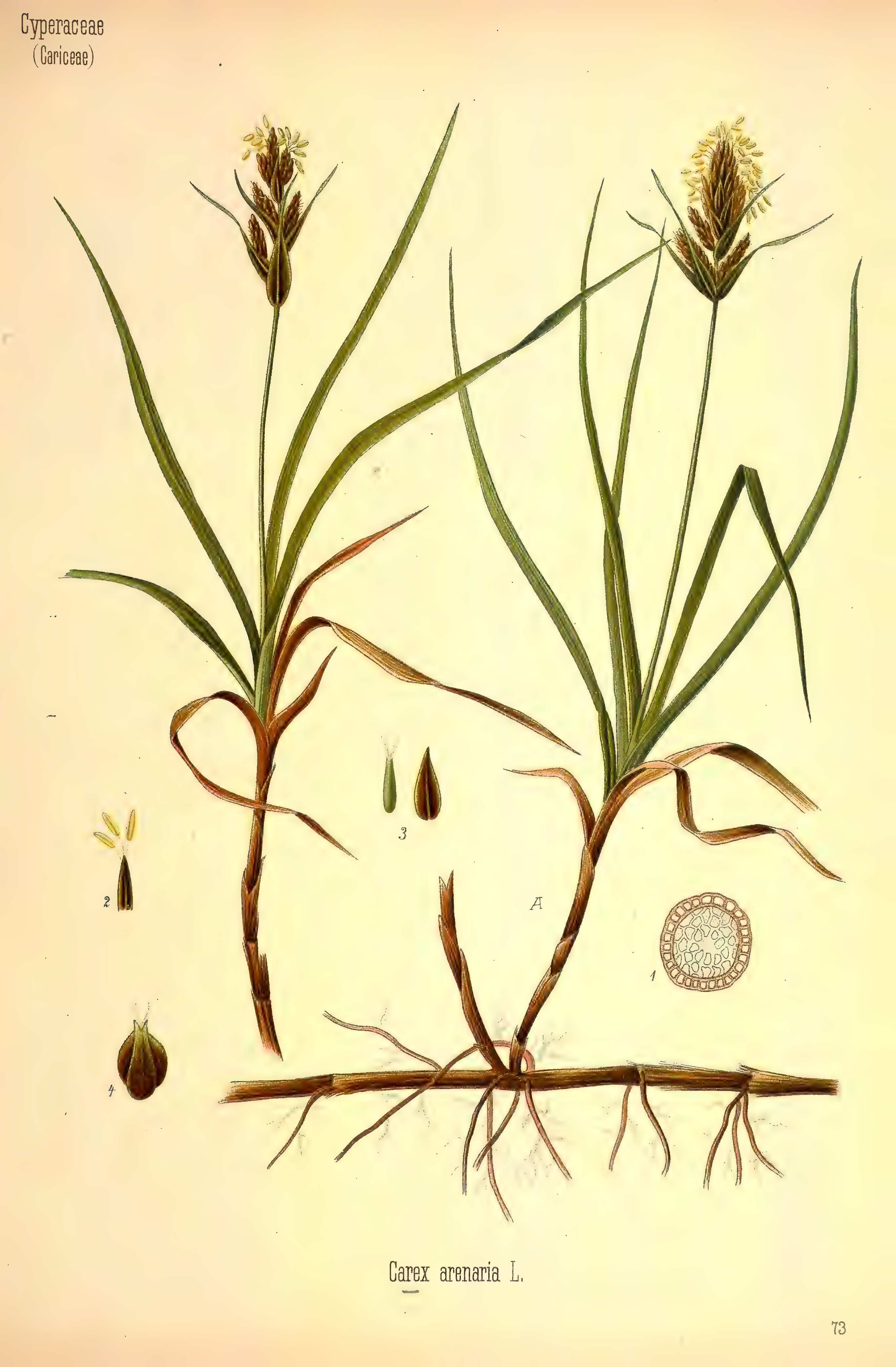 mobot31753002839105-3_page_521.png