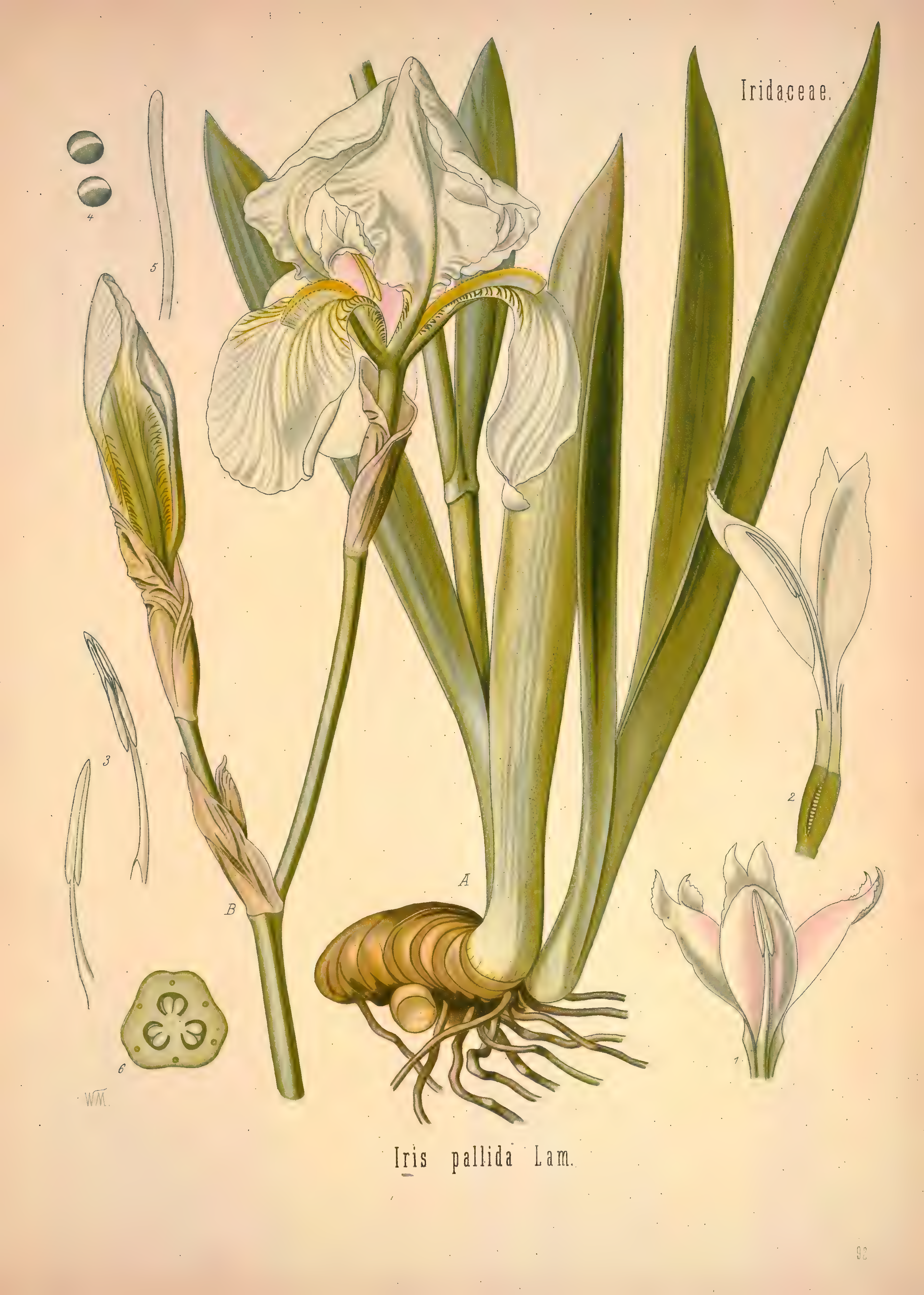mobot31753002839121-2_page_525.png