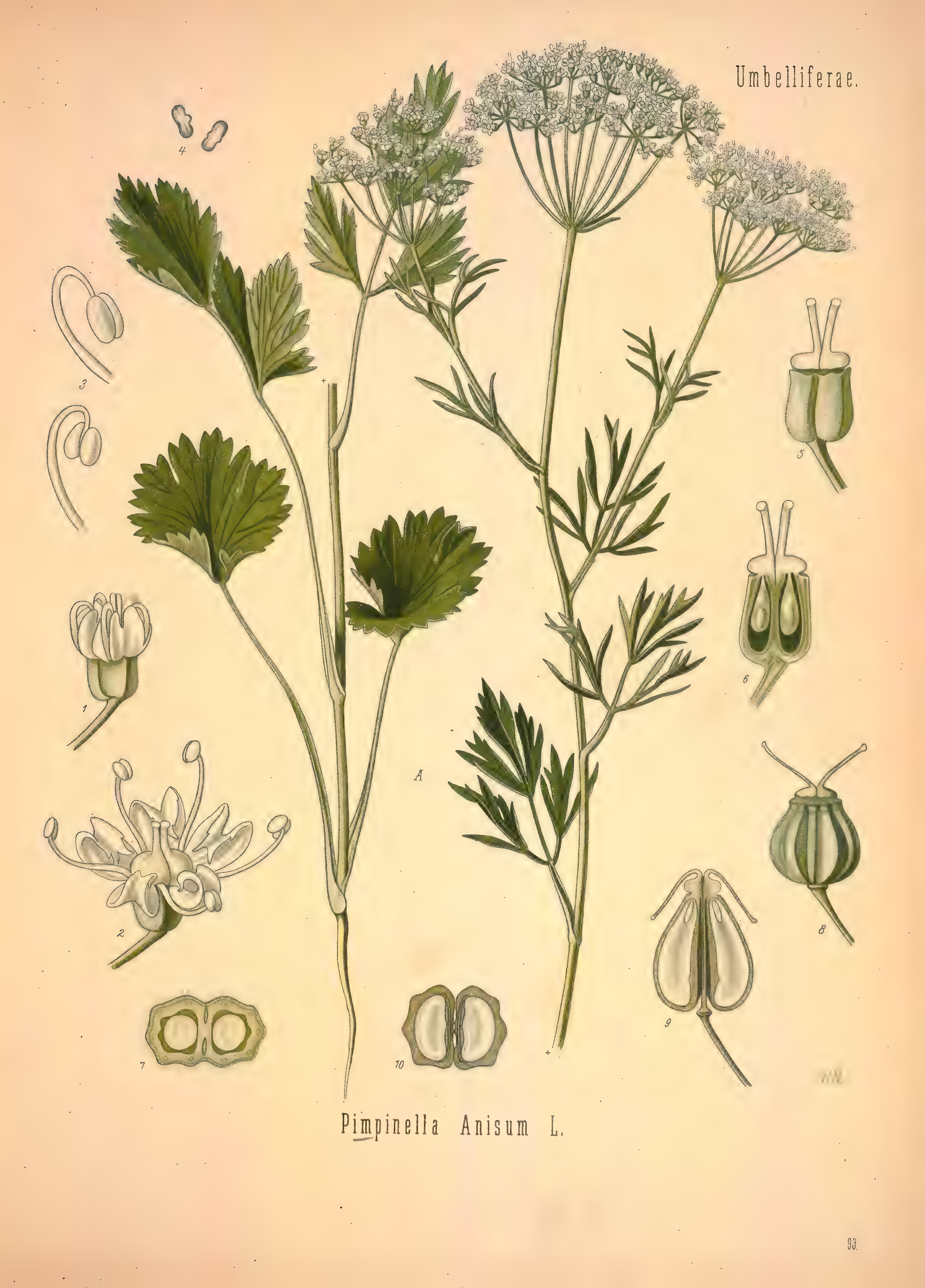 mobot31753002839121-2_page_529.png
