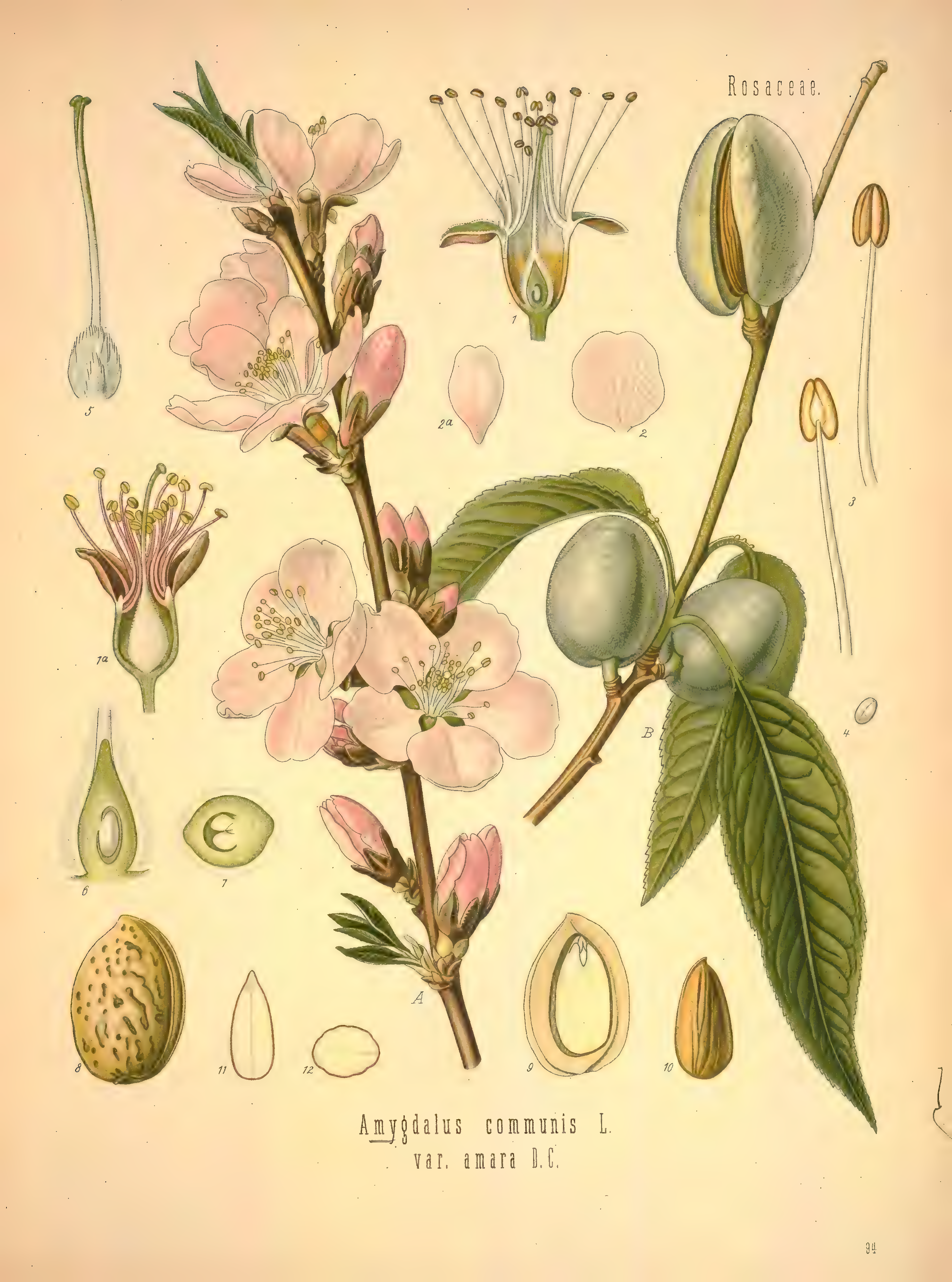 mobot31753002839121-2_page_531.png