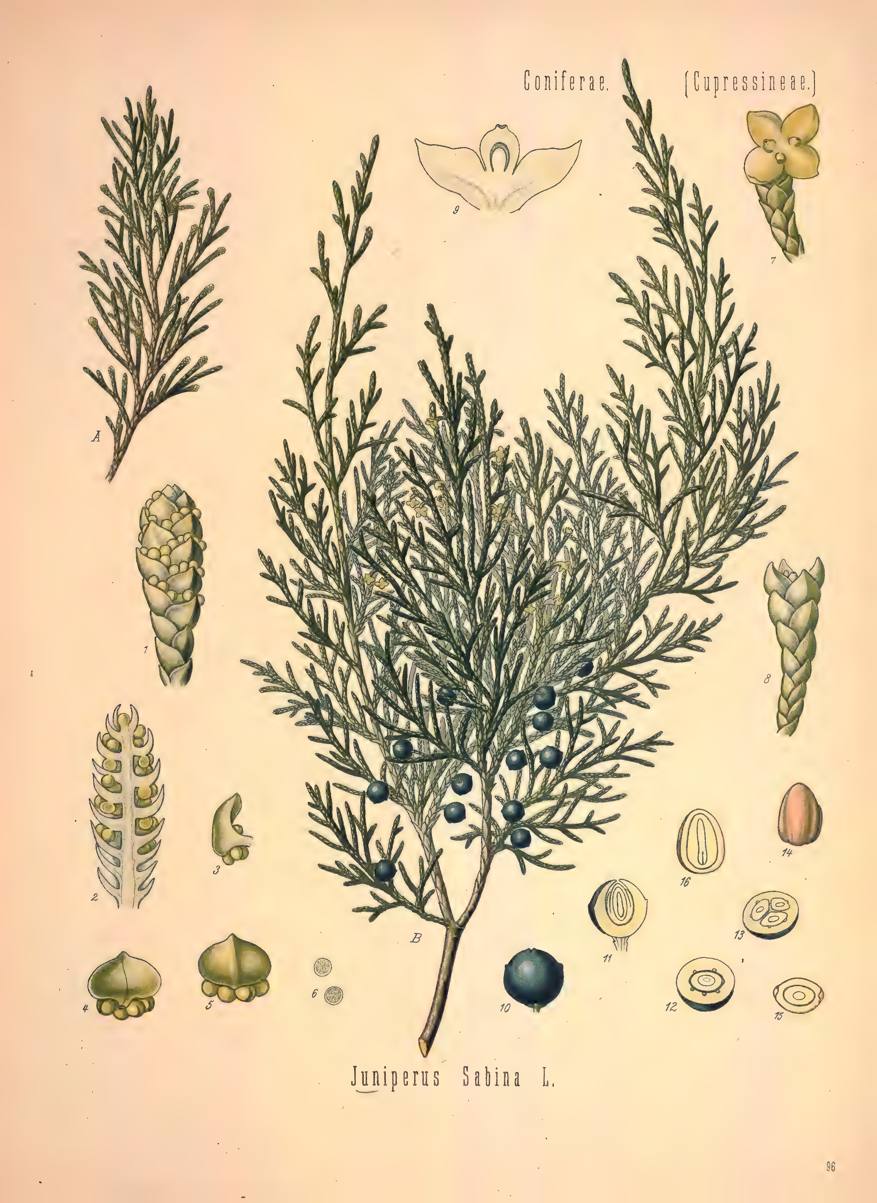 mobot31753002839121-2_page_535.png