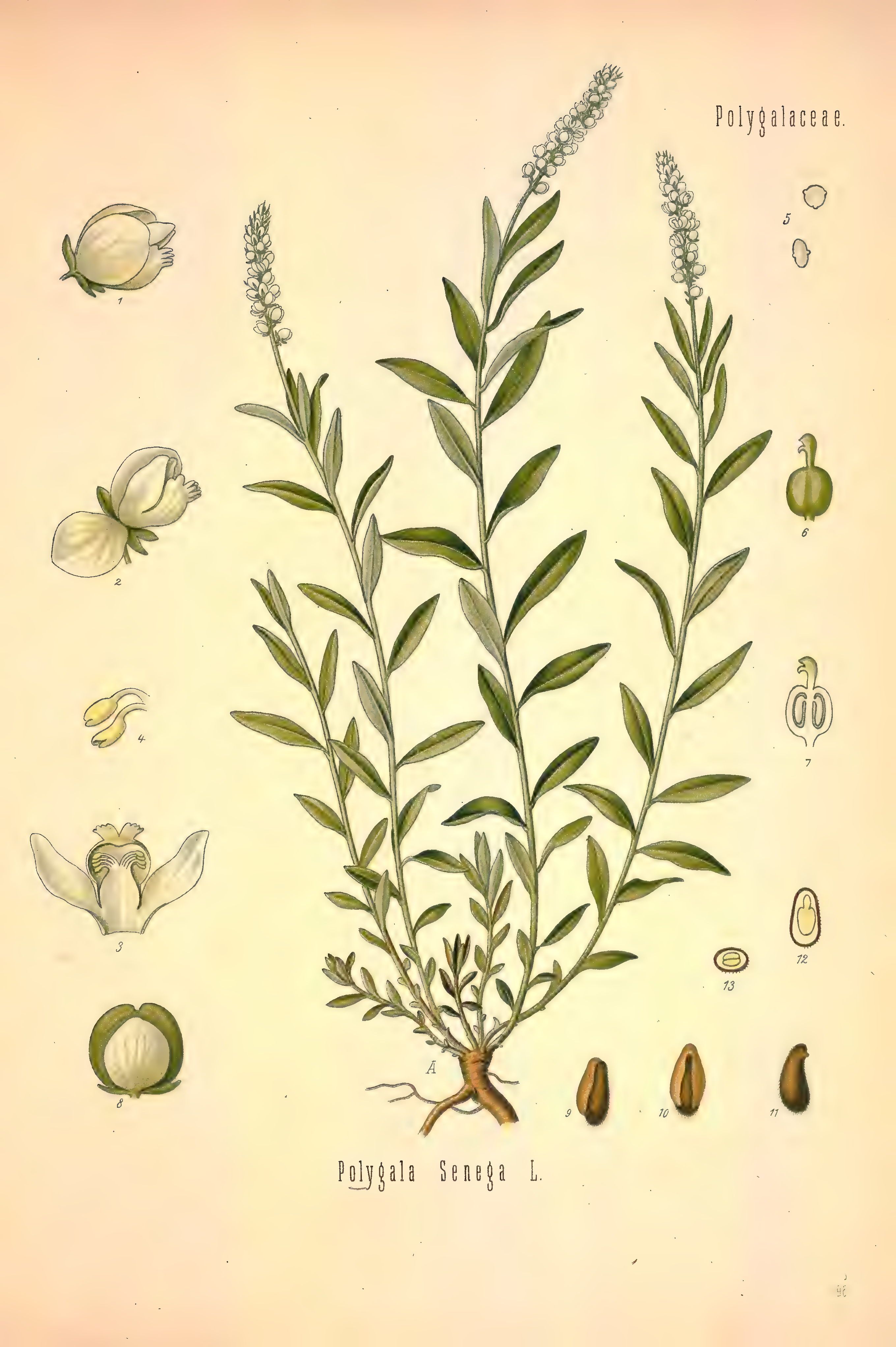 mobot31753002839121-2_page_539.png