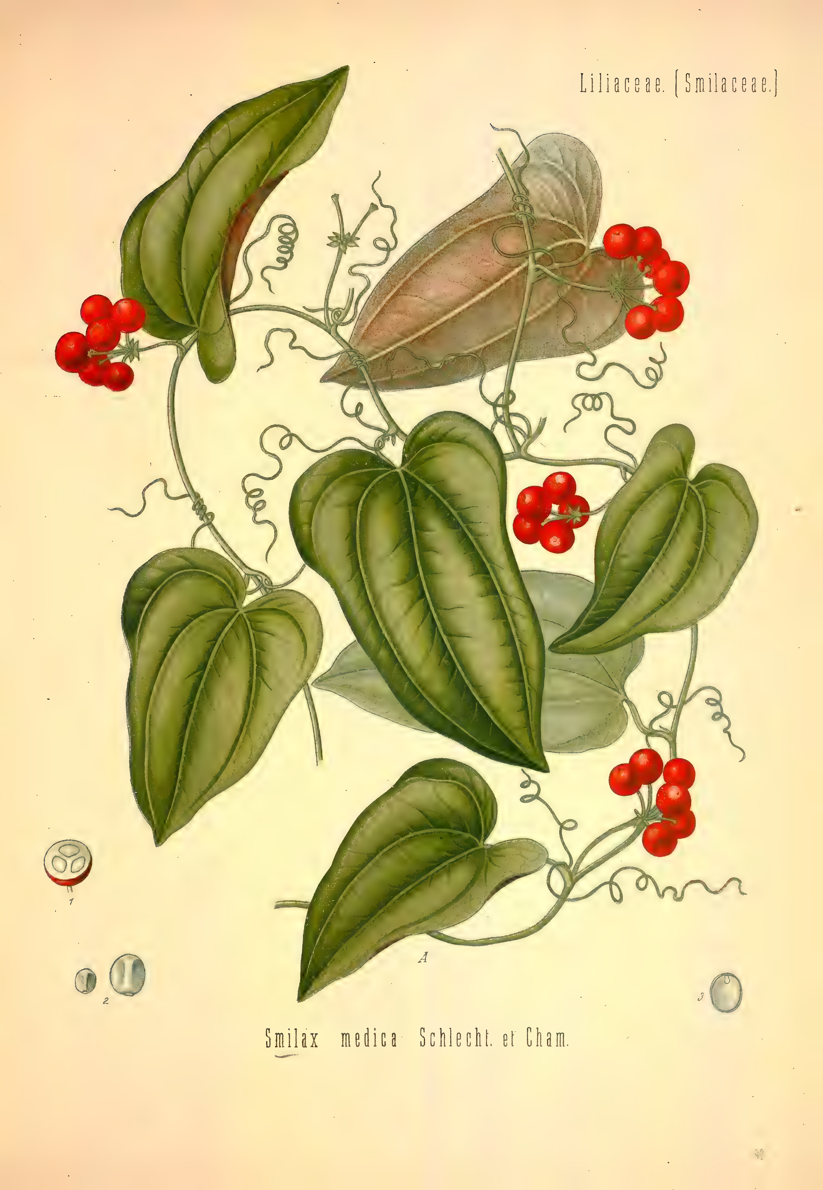mobot31753002839121-2_page_541.png