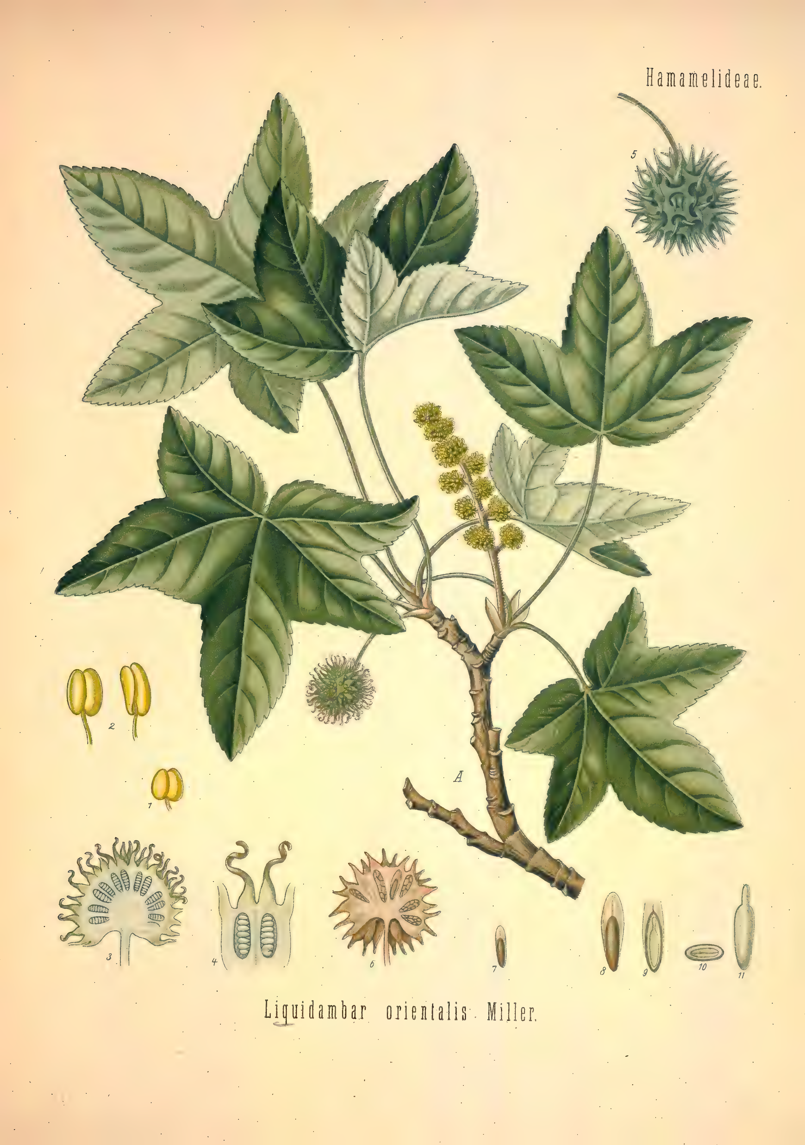 mobot31753002839121-2_page_545.png