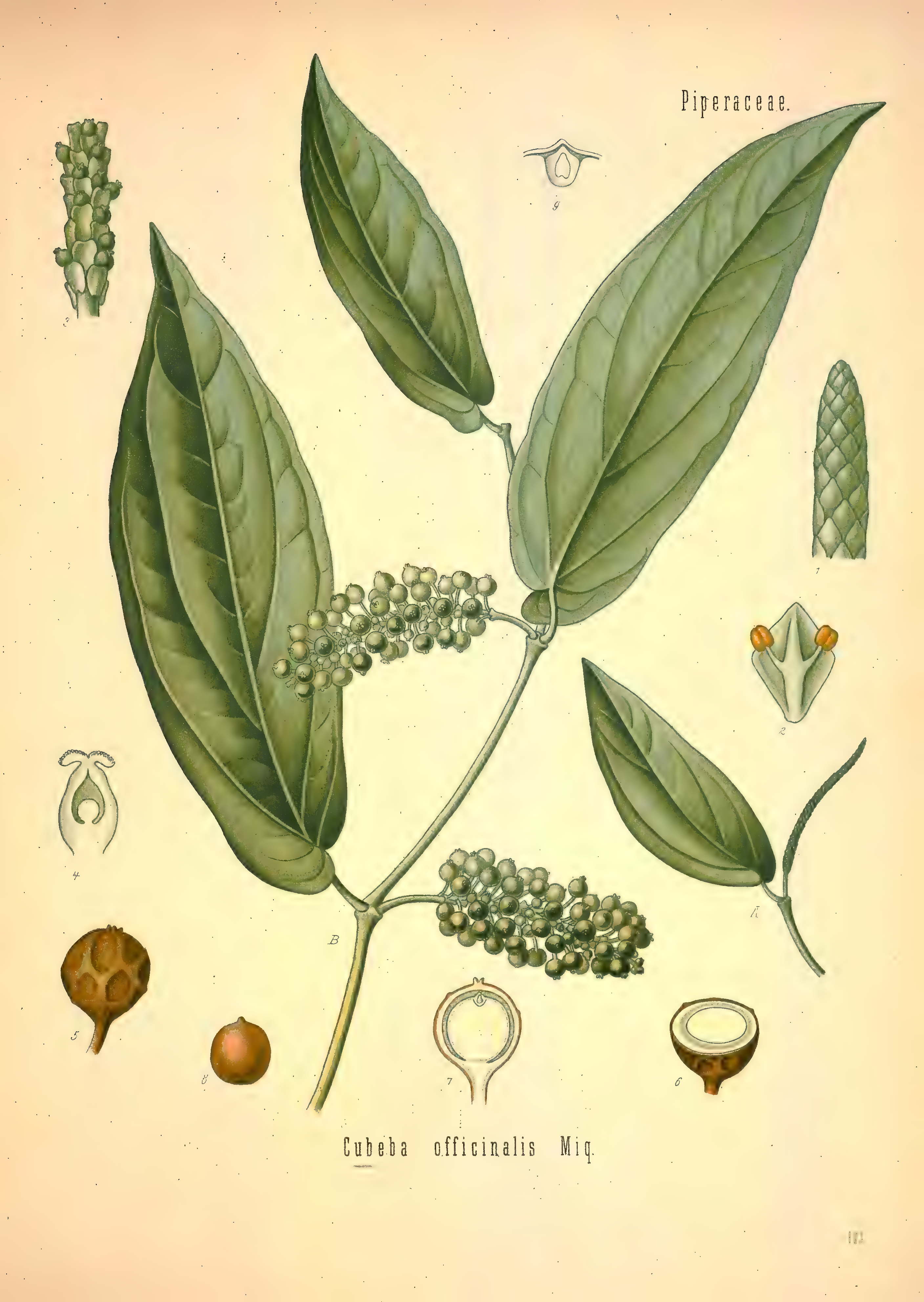 mobot31753002839121-2_page_549.png