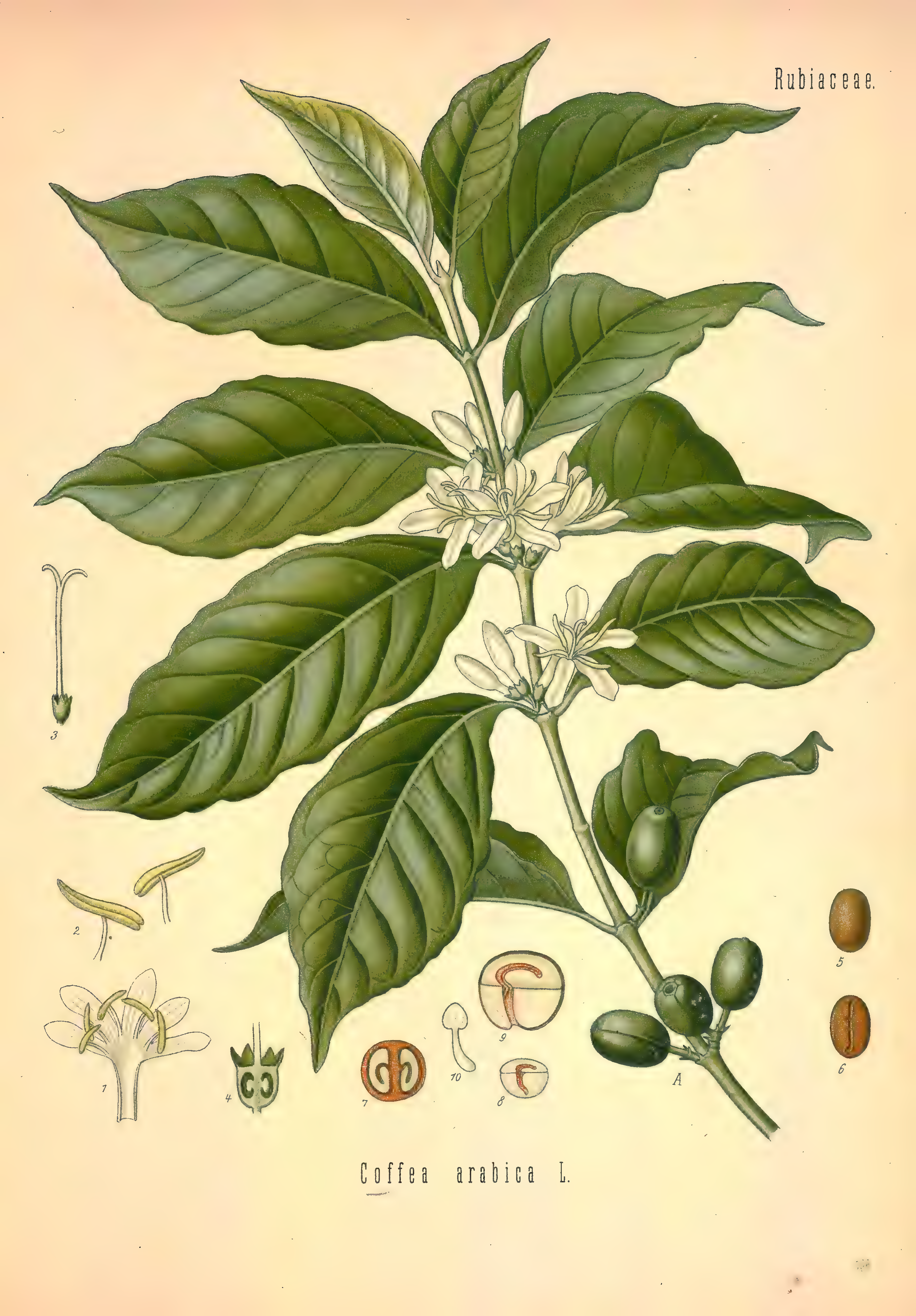 mobot31753002839121-2_page_555.png