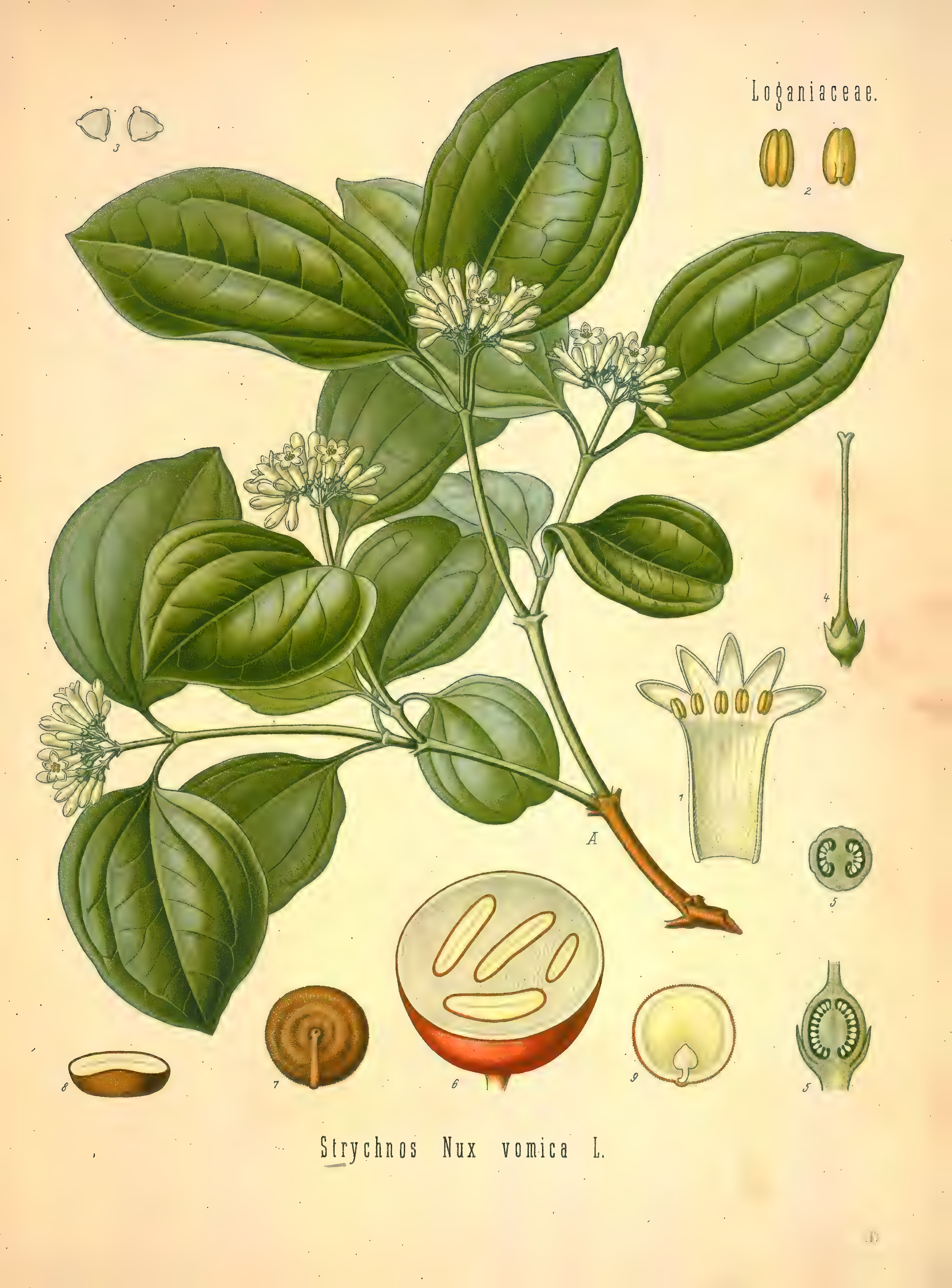 mobot31753002839121-2_page_557.png