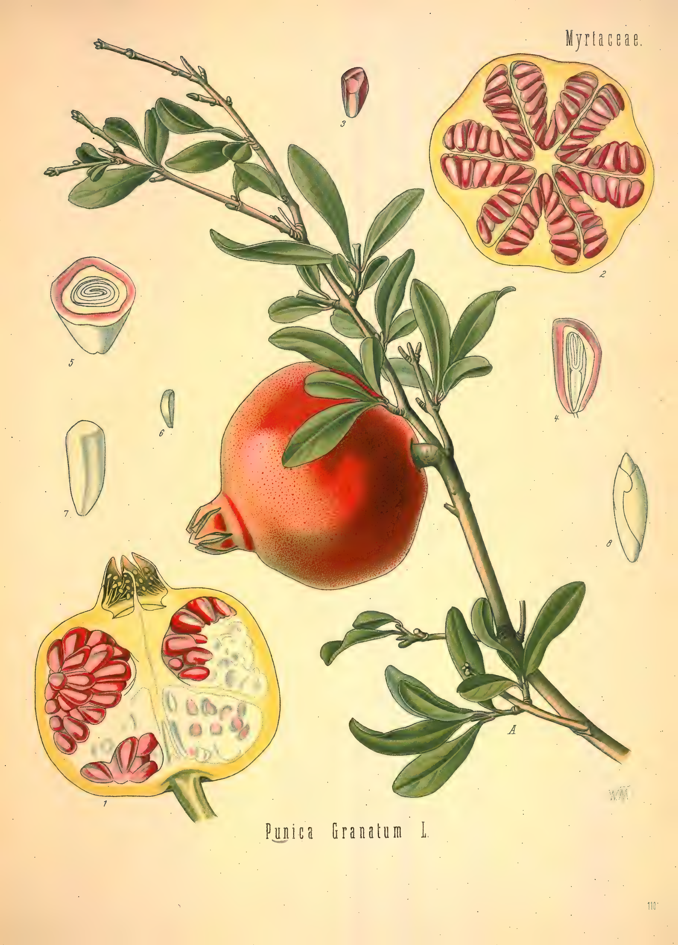 mobot31753002839121-2_page_565.png