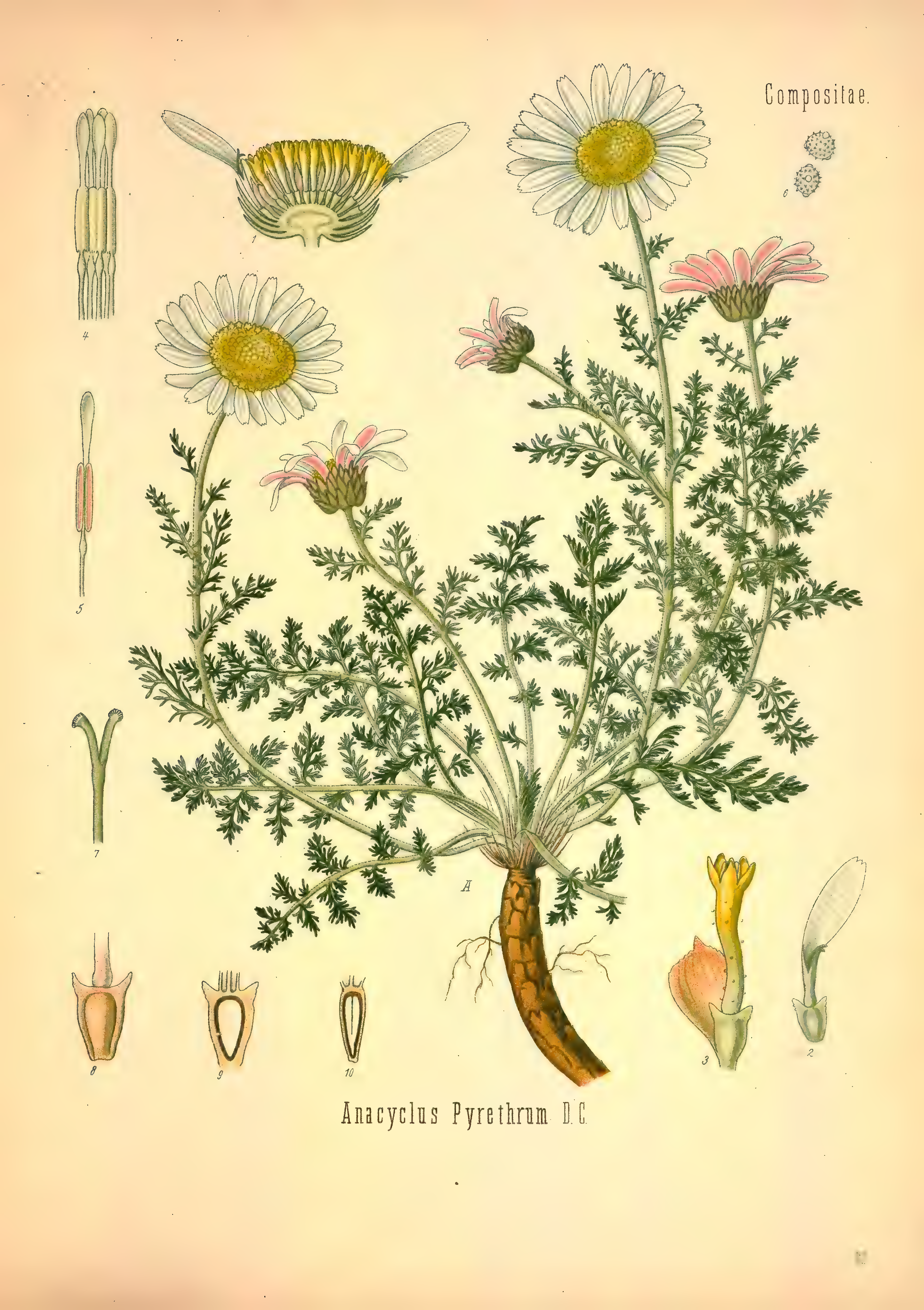 mobot31753002839121-2_page_569.png