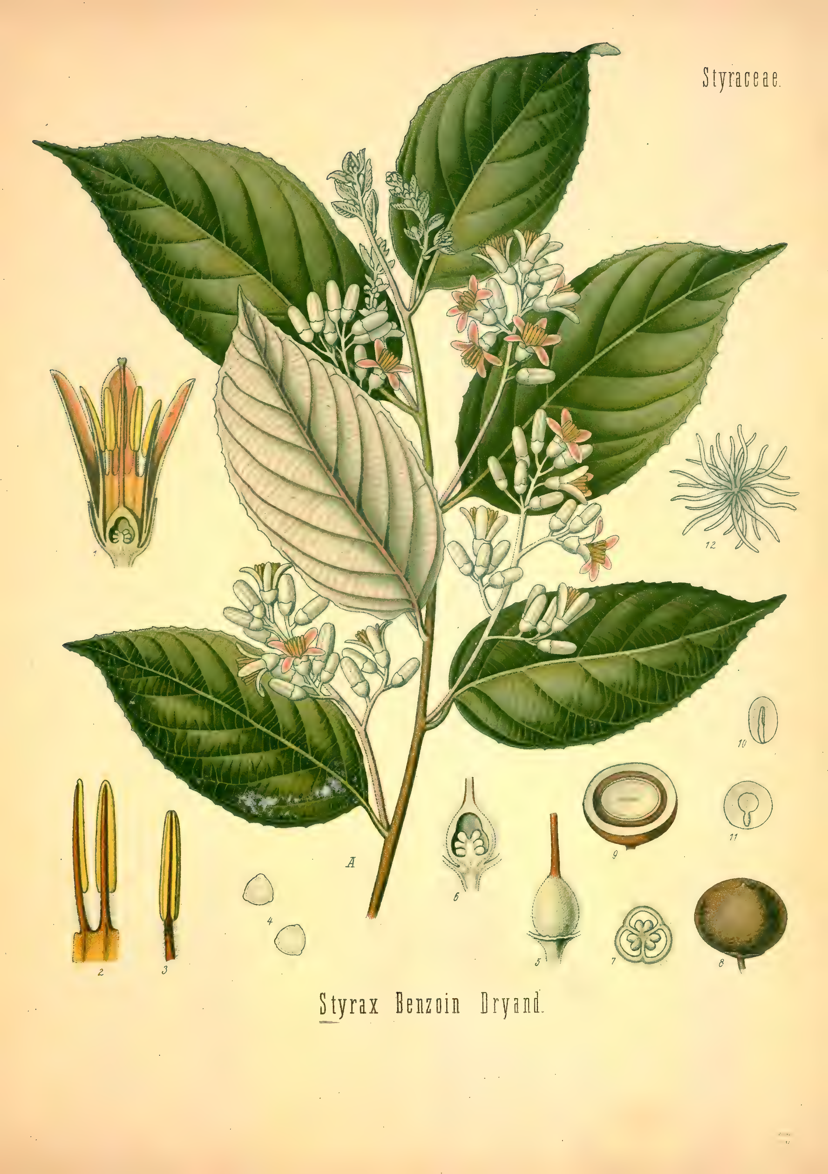 mobot31753002839121-2_page_571.png