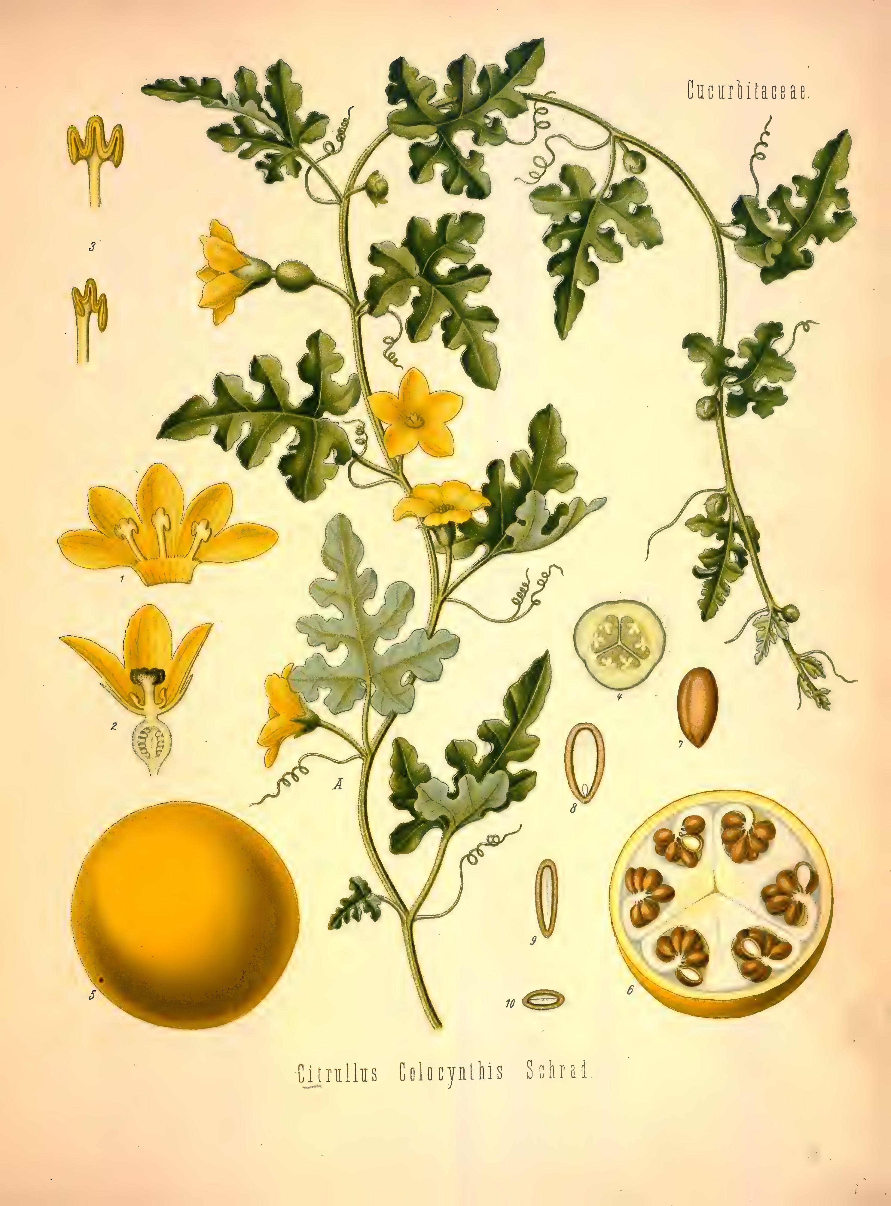 mobot31753002839121-2_page_581.png