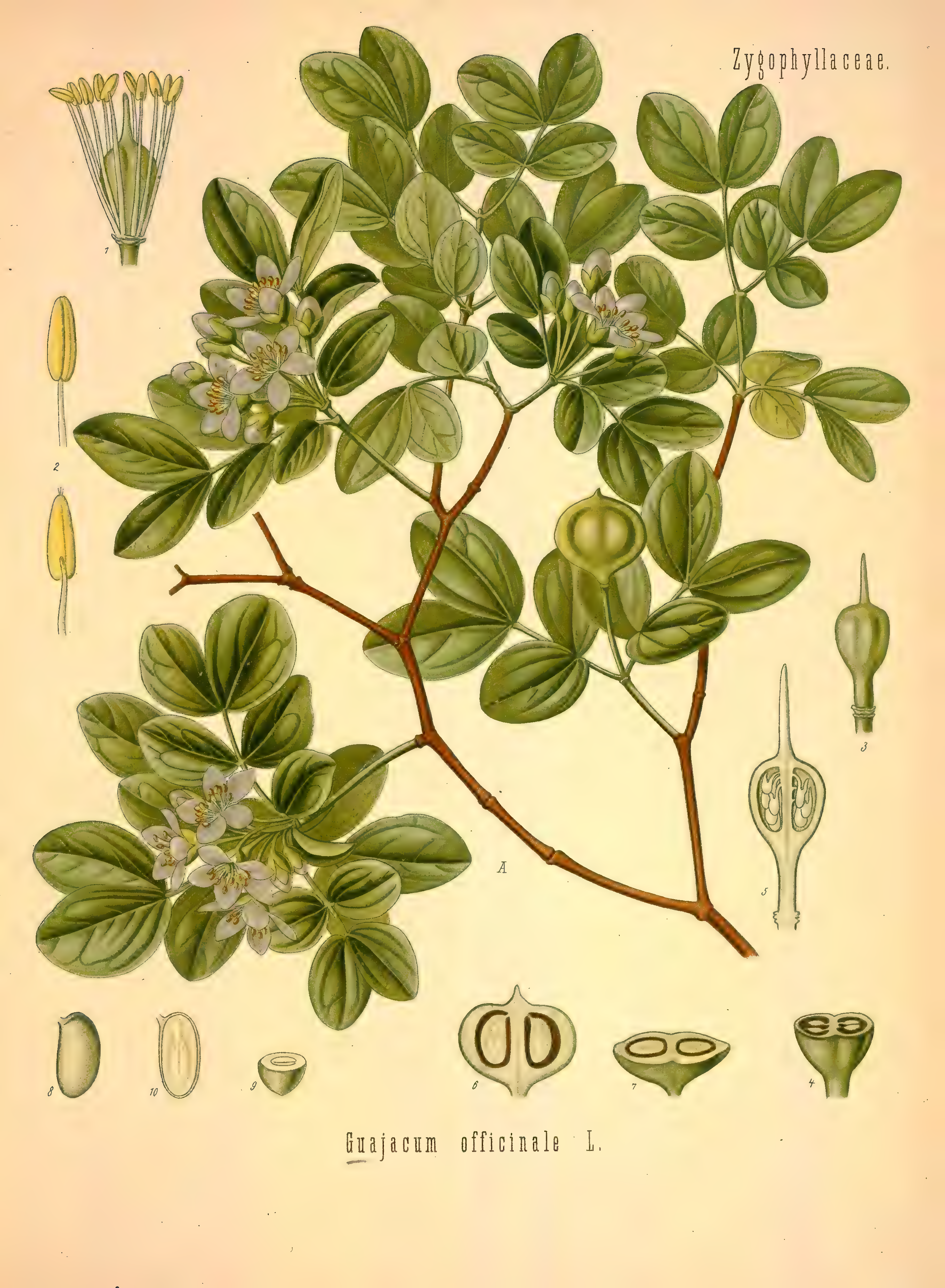 mobot31753002839121-2_page_587.png