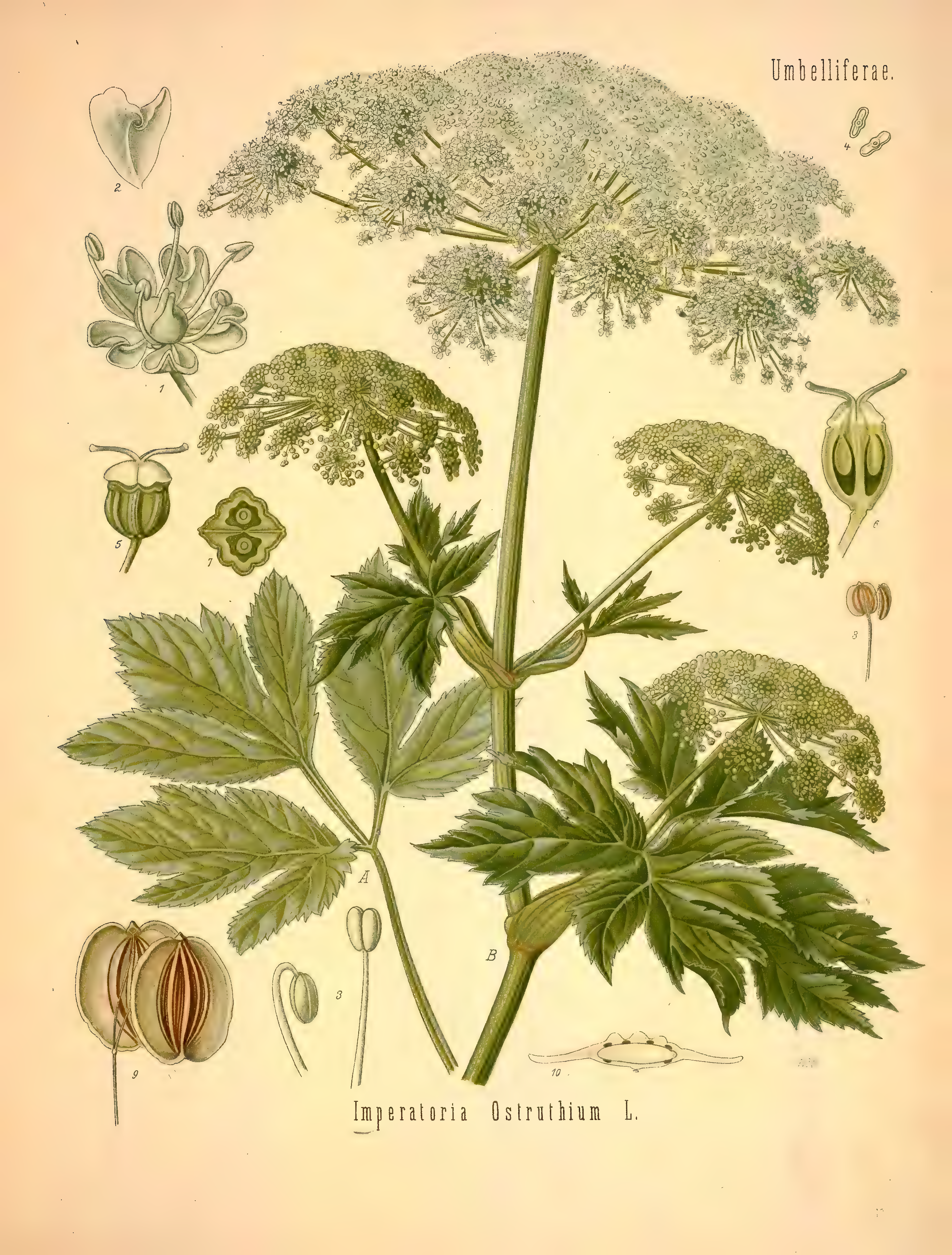 mobot31753002839121-2_page_591.png