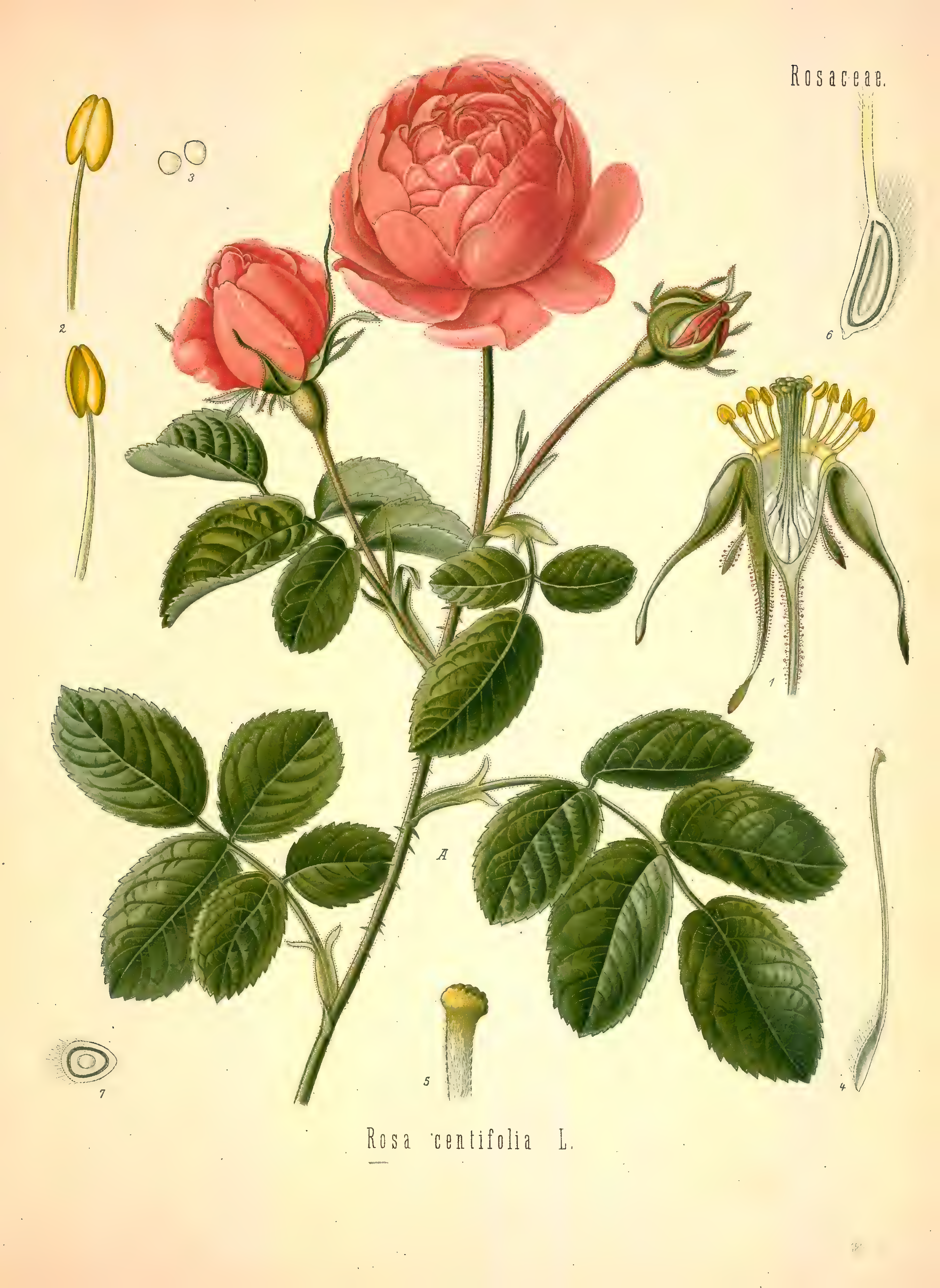mobot31753002839121-2_page_593.png
