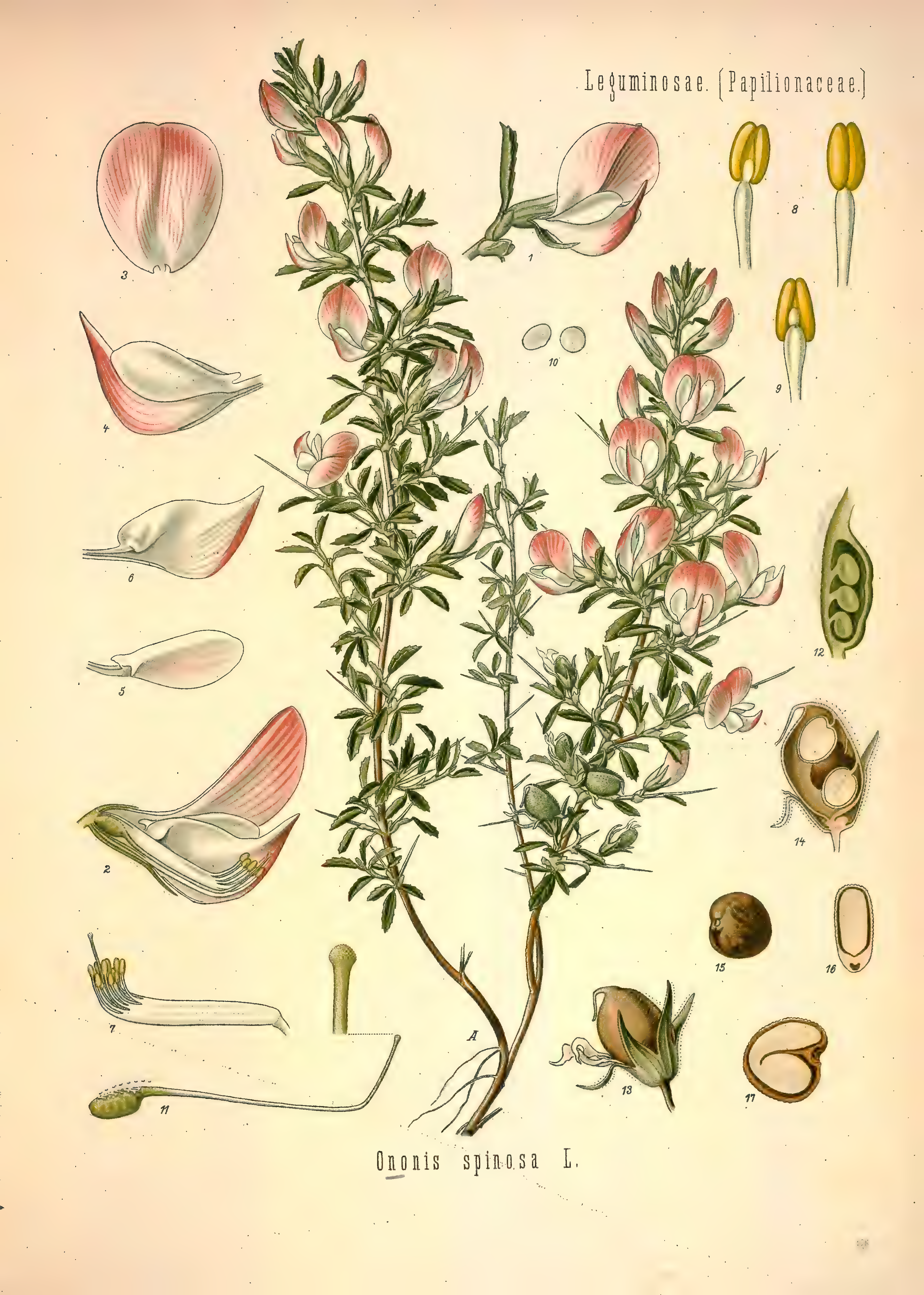 mobot31753002839121-2_page_597.png