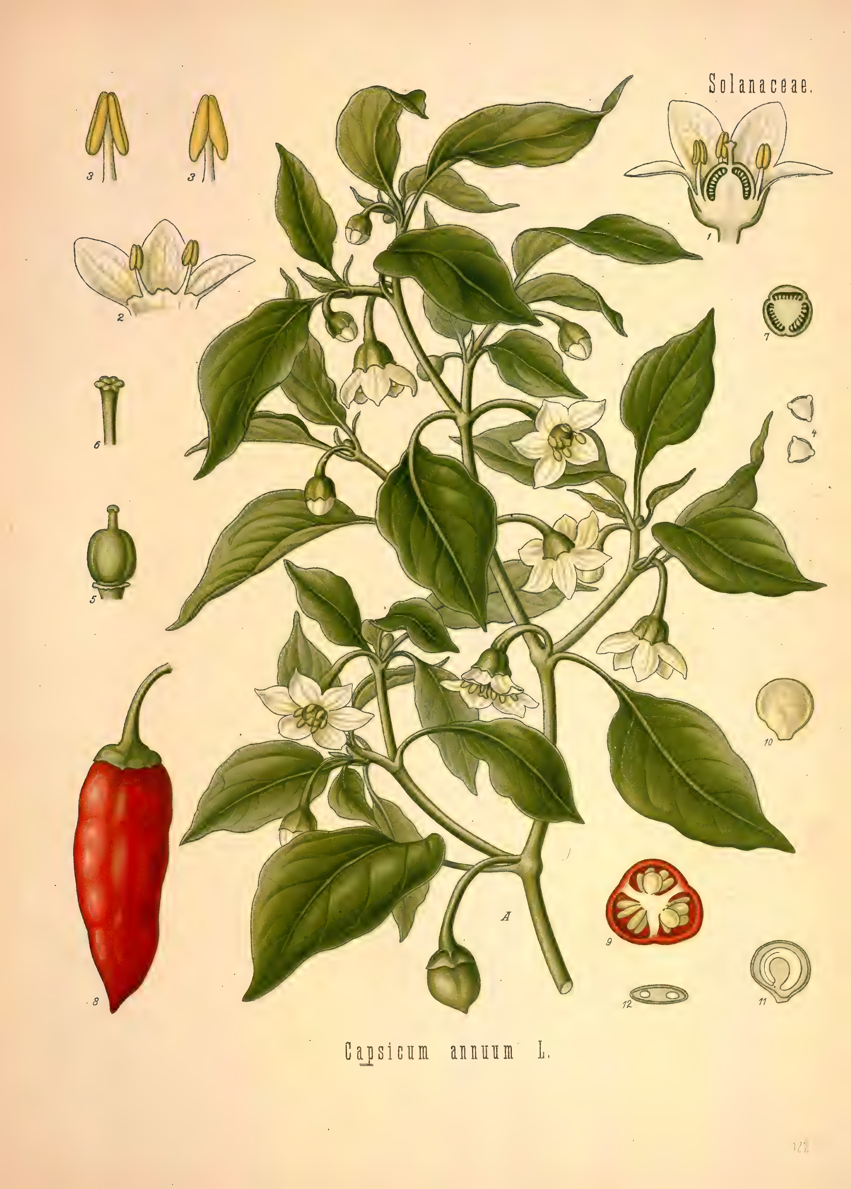 mobot31753002839121-2_page_599.png