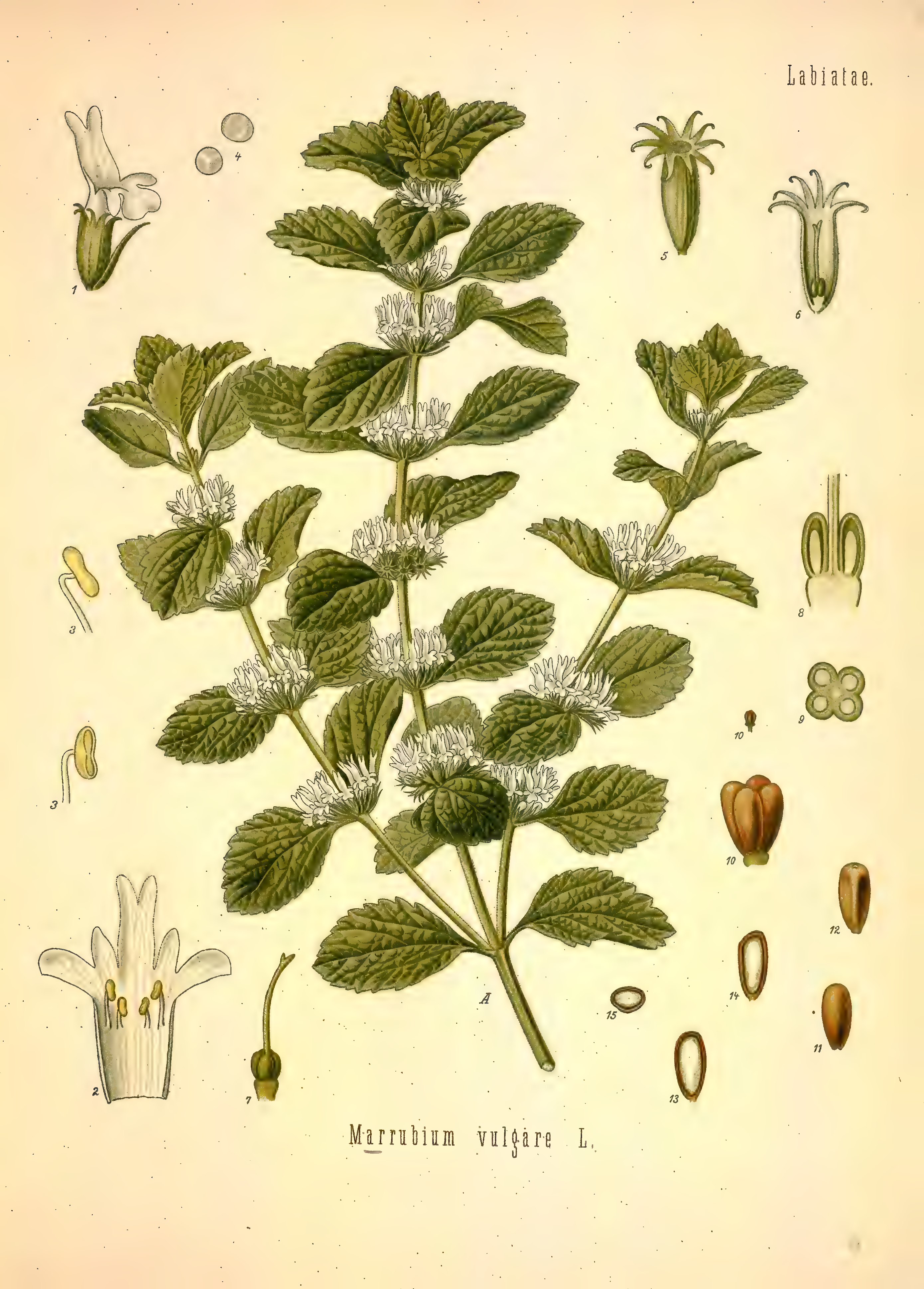 mobot31753002839121-2_page_601.png