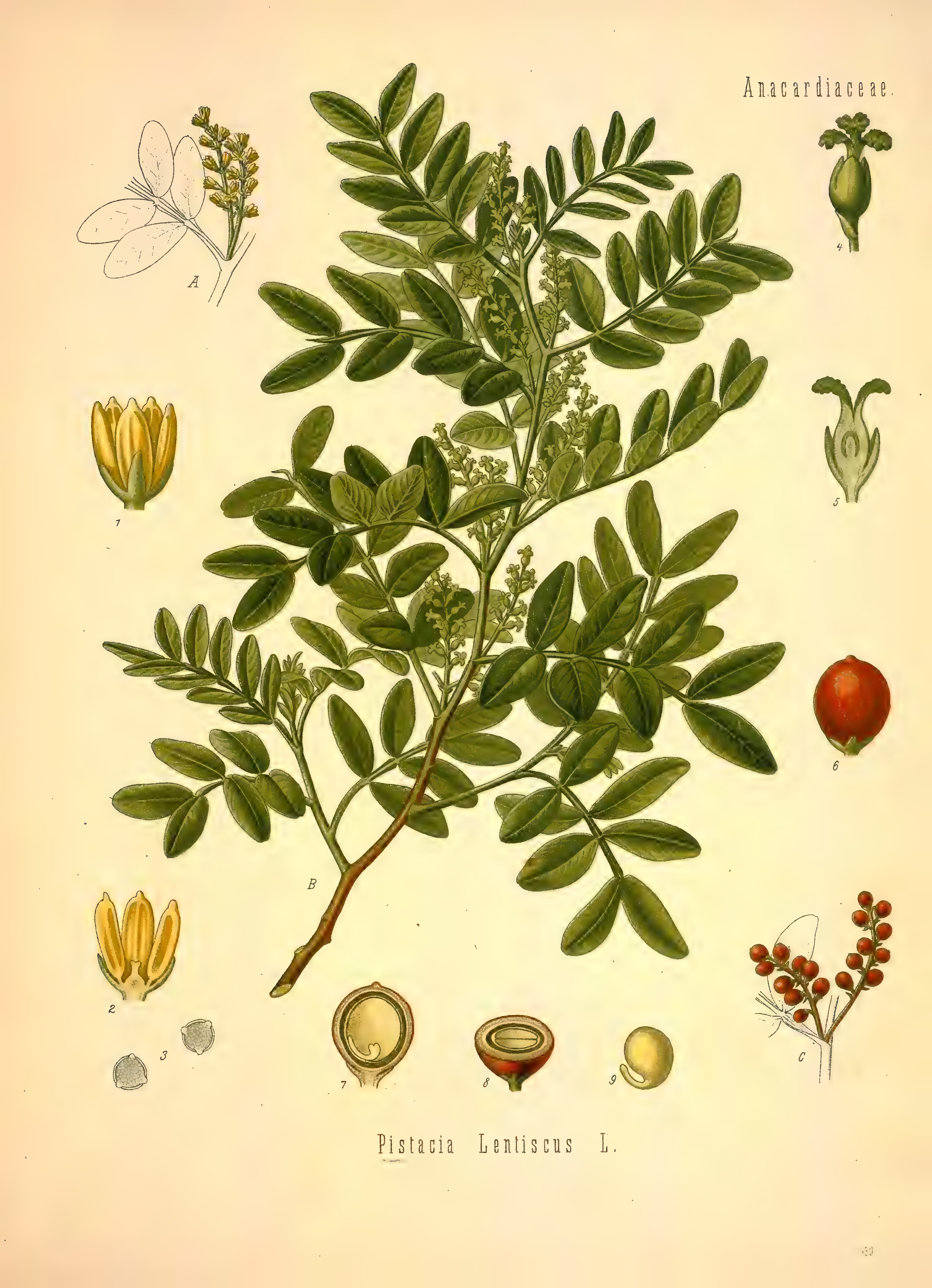 mobot31753002839121-2_page_605.png