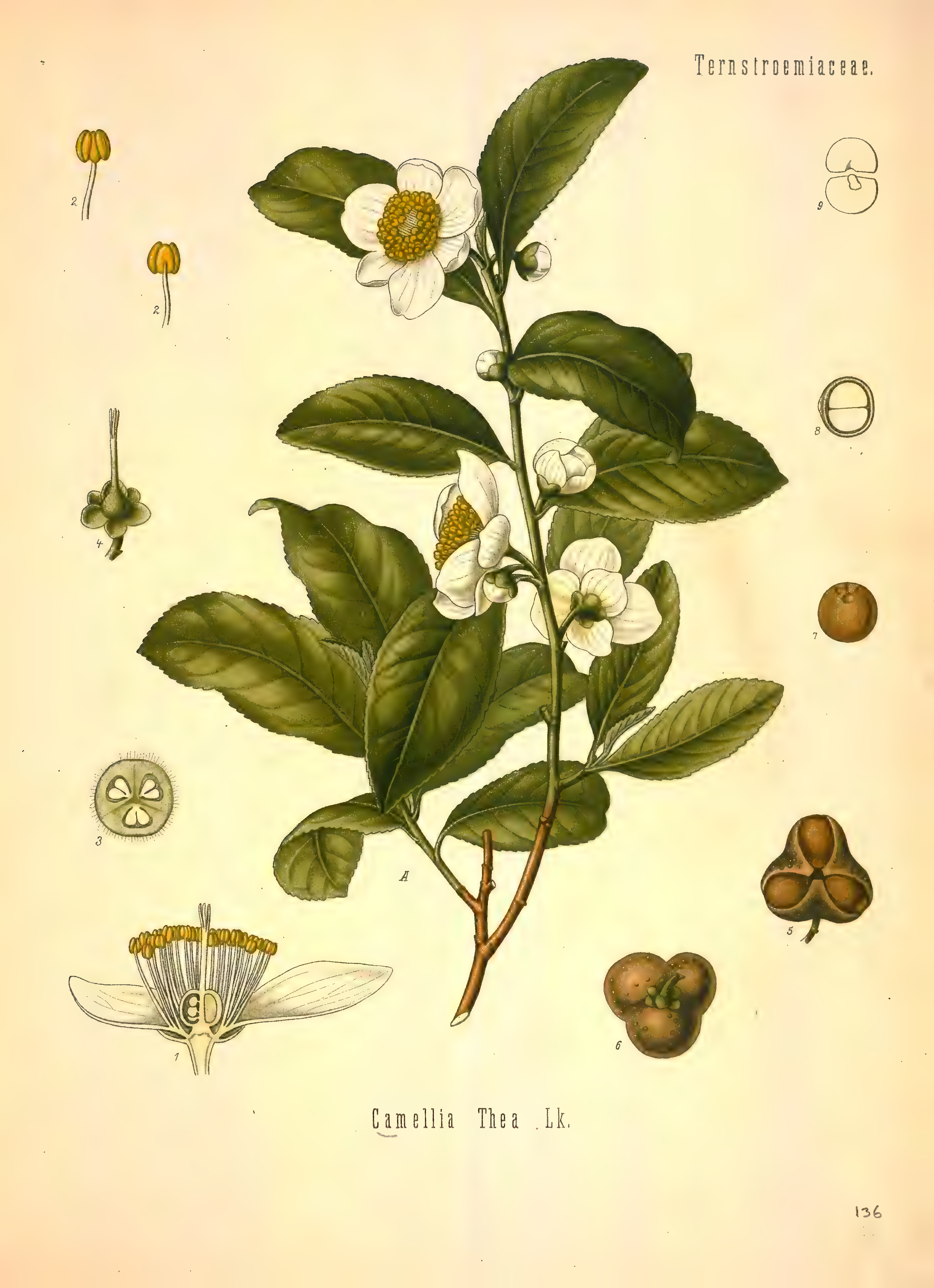 mobot31753002839121-2_page_617.png