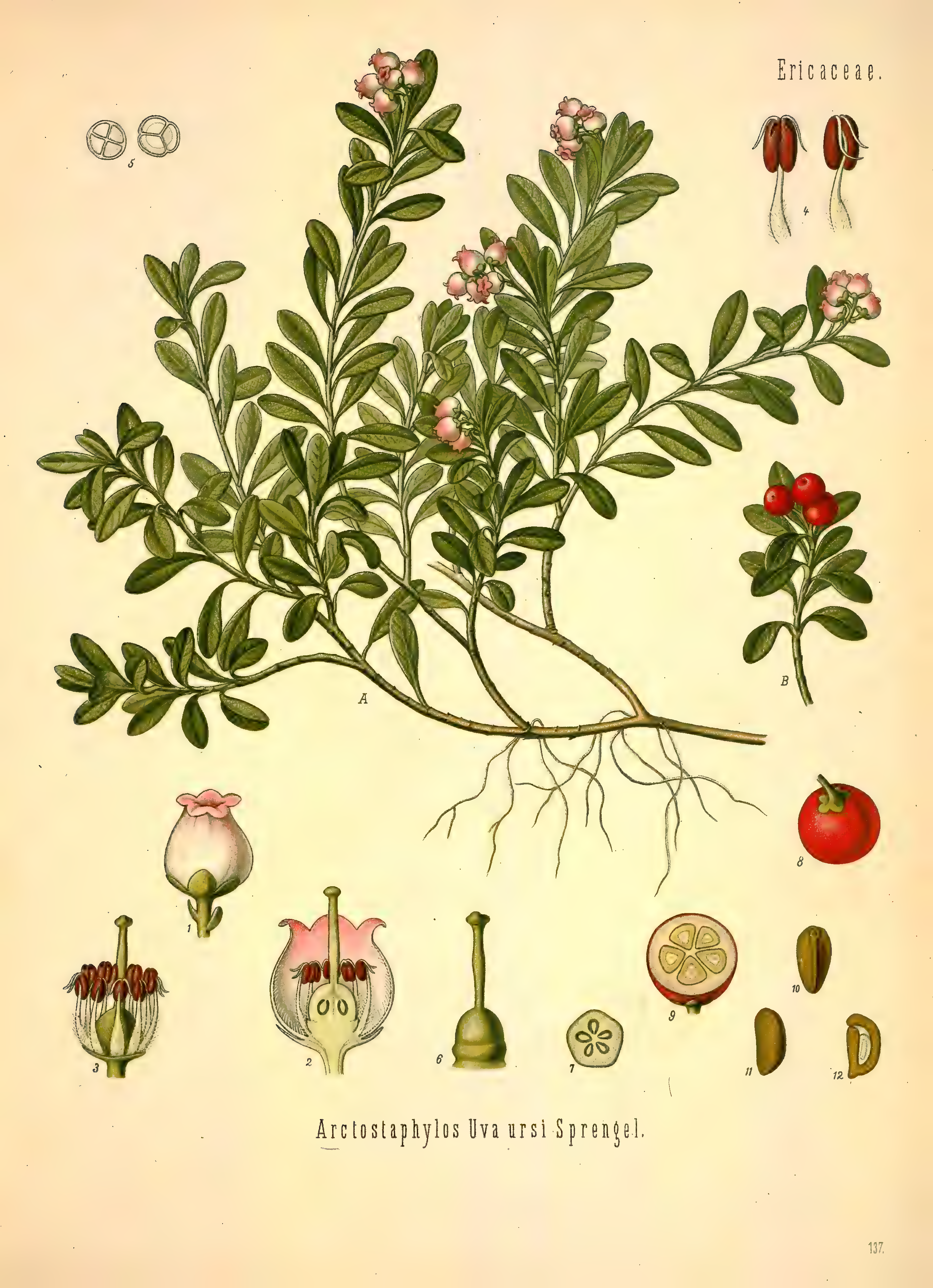 mobot31753002839121-2_page_619.png