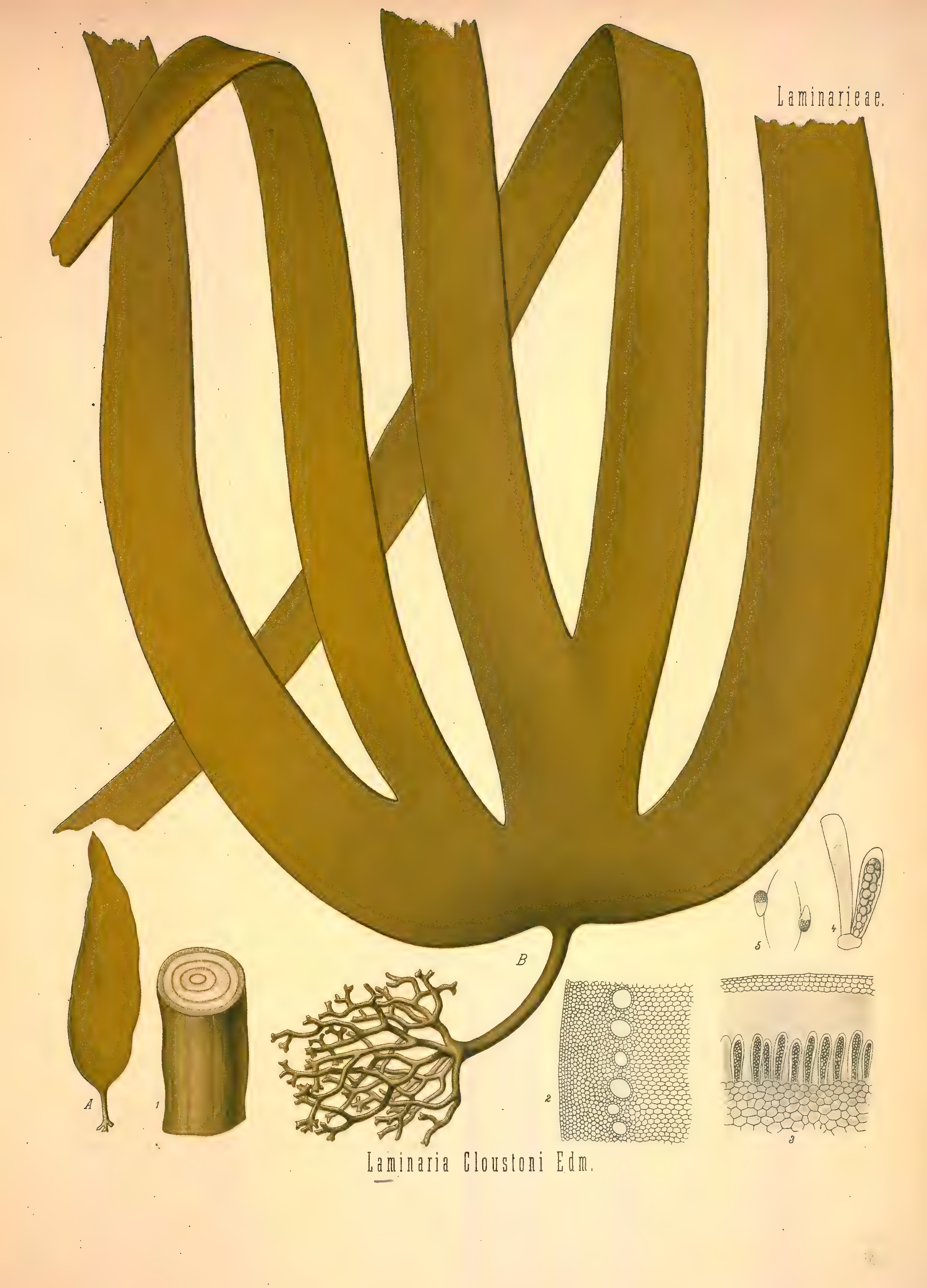mobot31753002839121-2_page_643.png