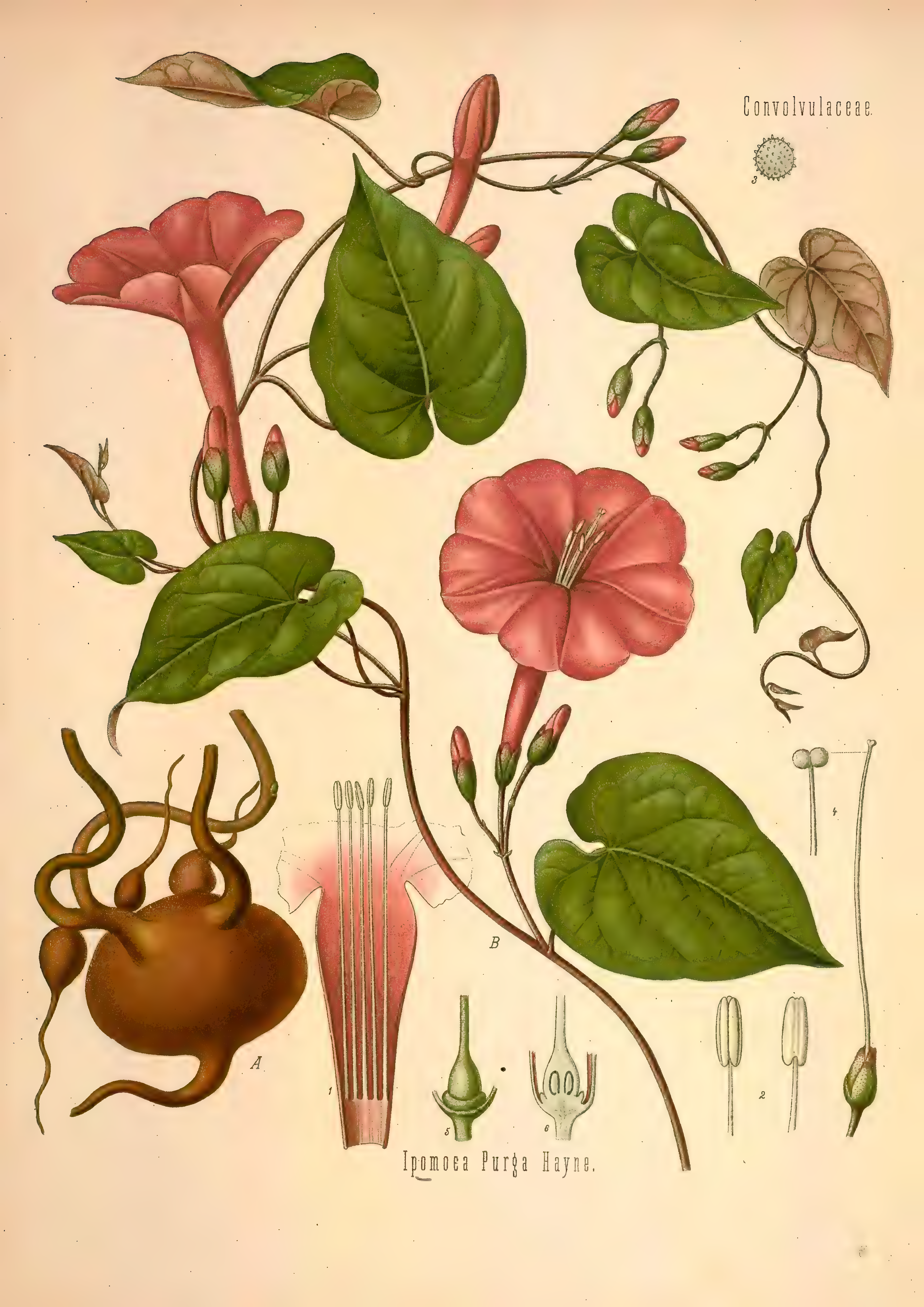 mobot31753002839121-2_page_645.png