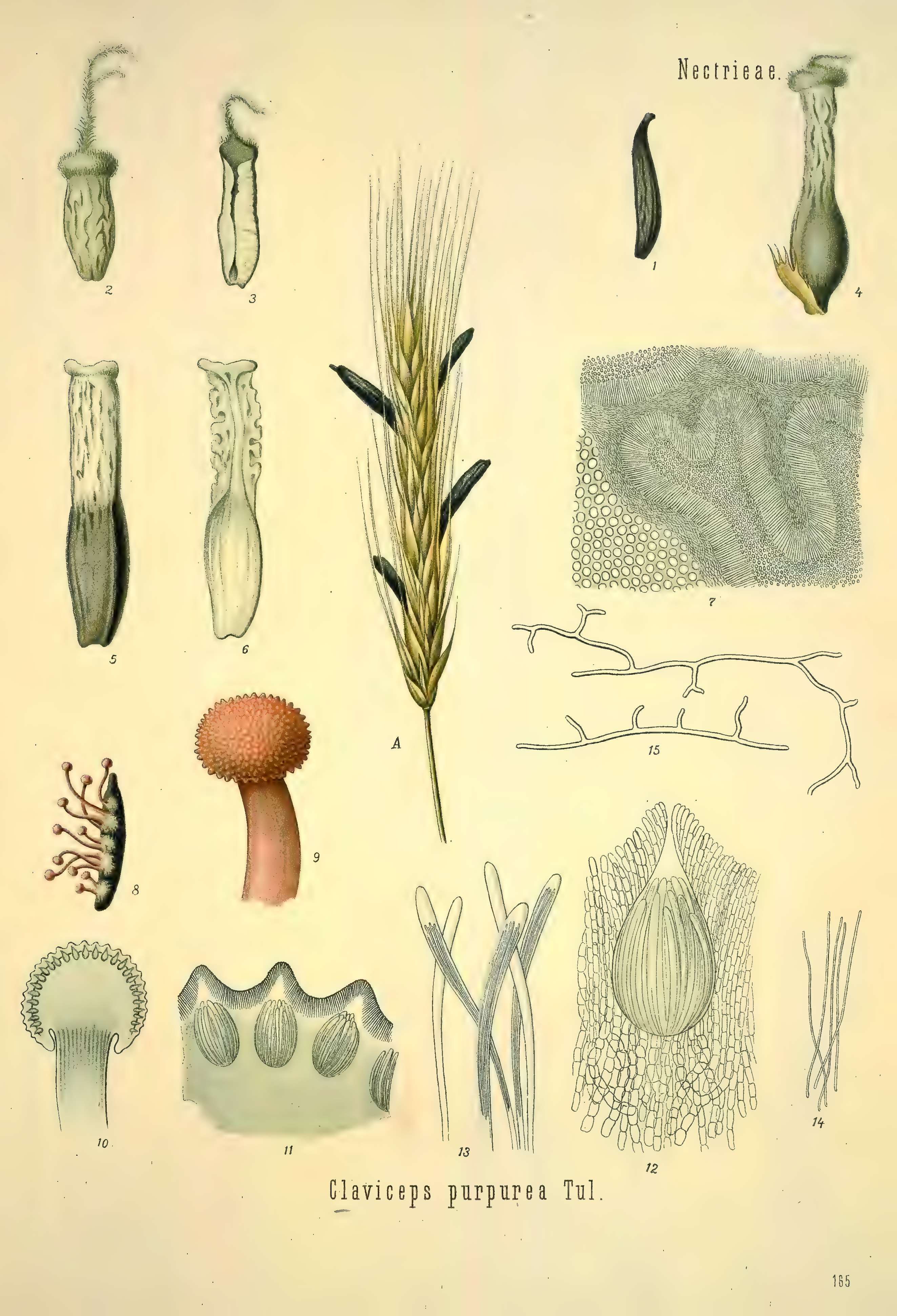 mobot31753002839121-2_page_677.png