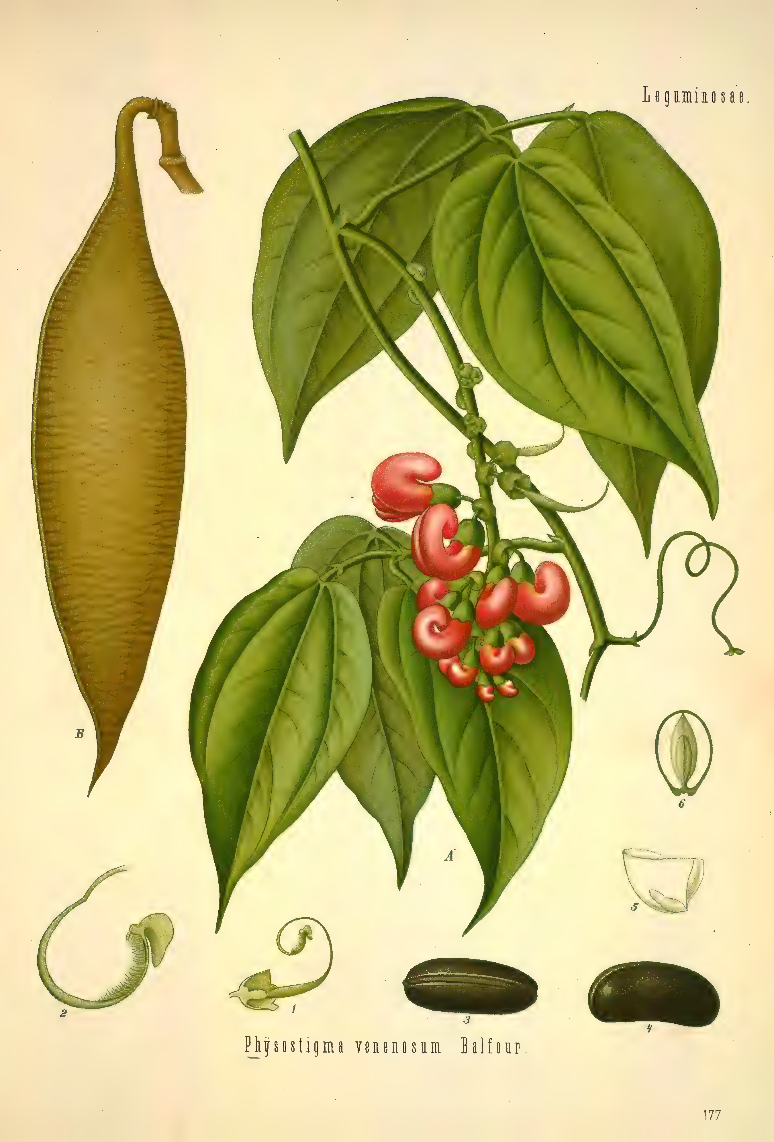 mobot31753002839121-2_page_703.png