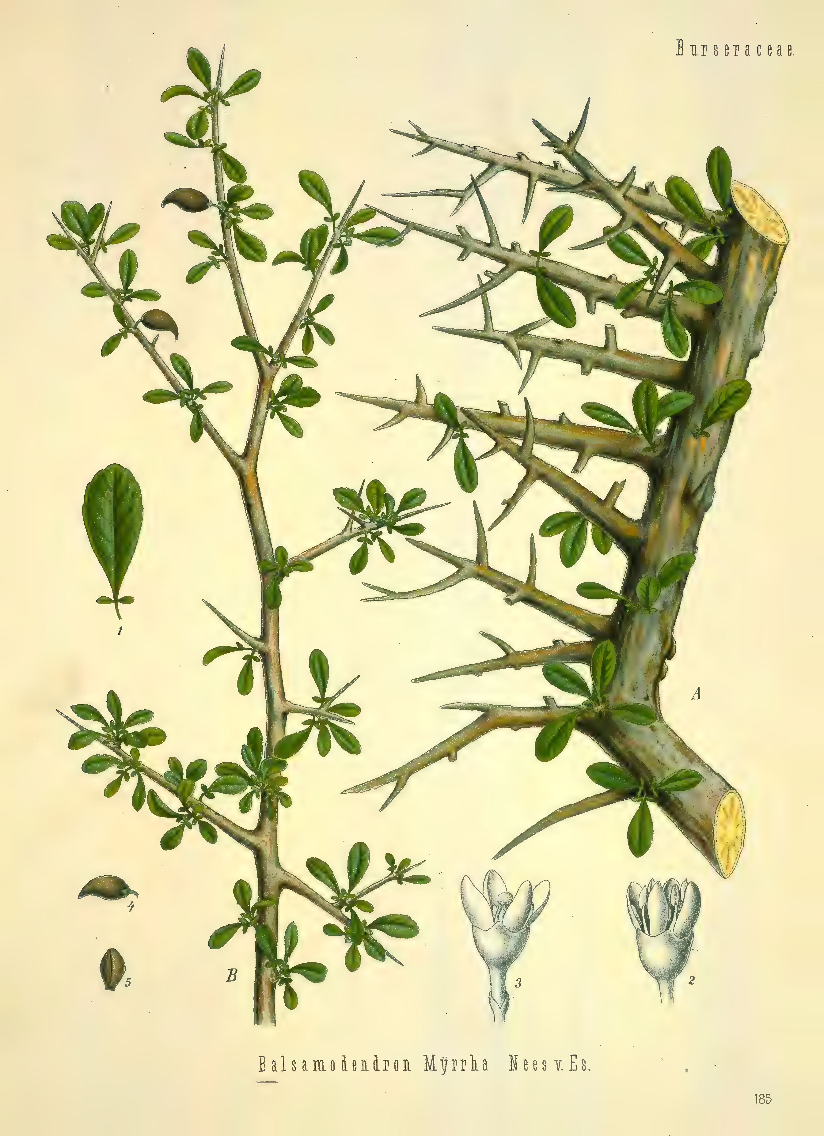 mobot31753002839121-2_page_719.png