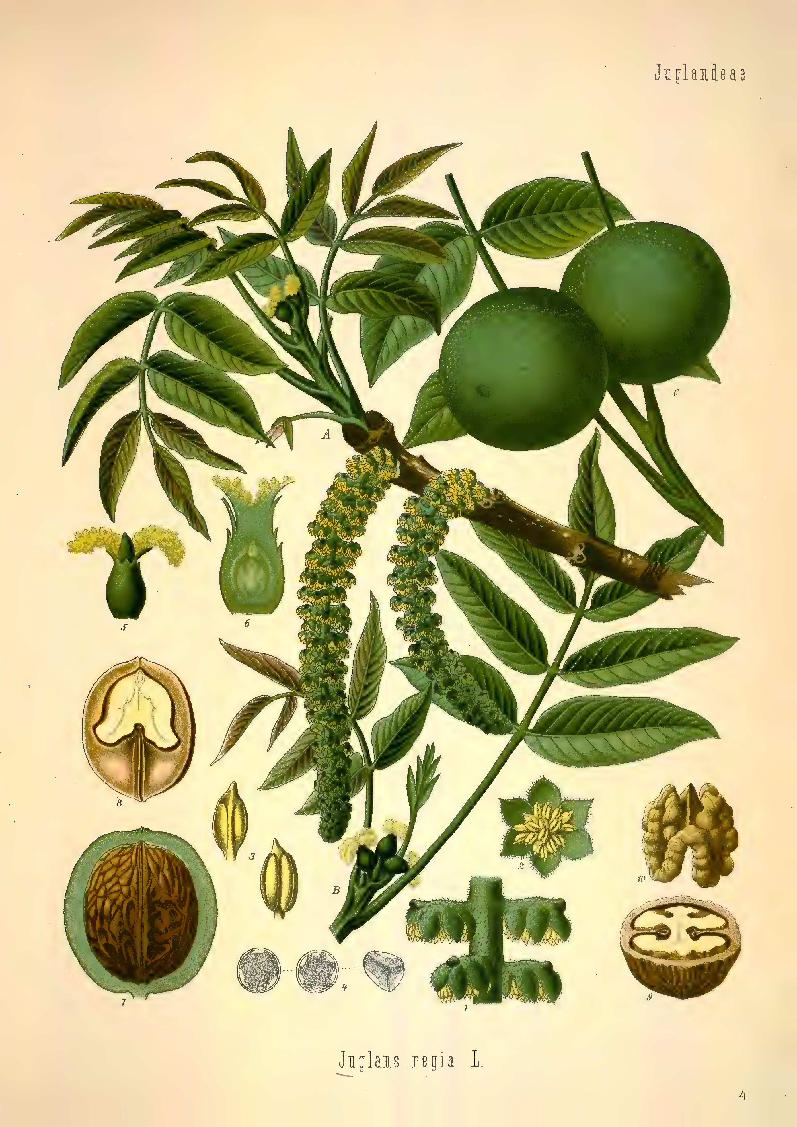 mobot31753002839139-1_page_241.png
