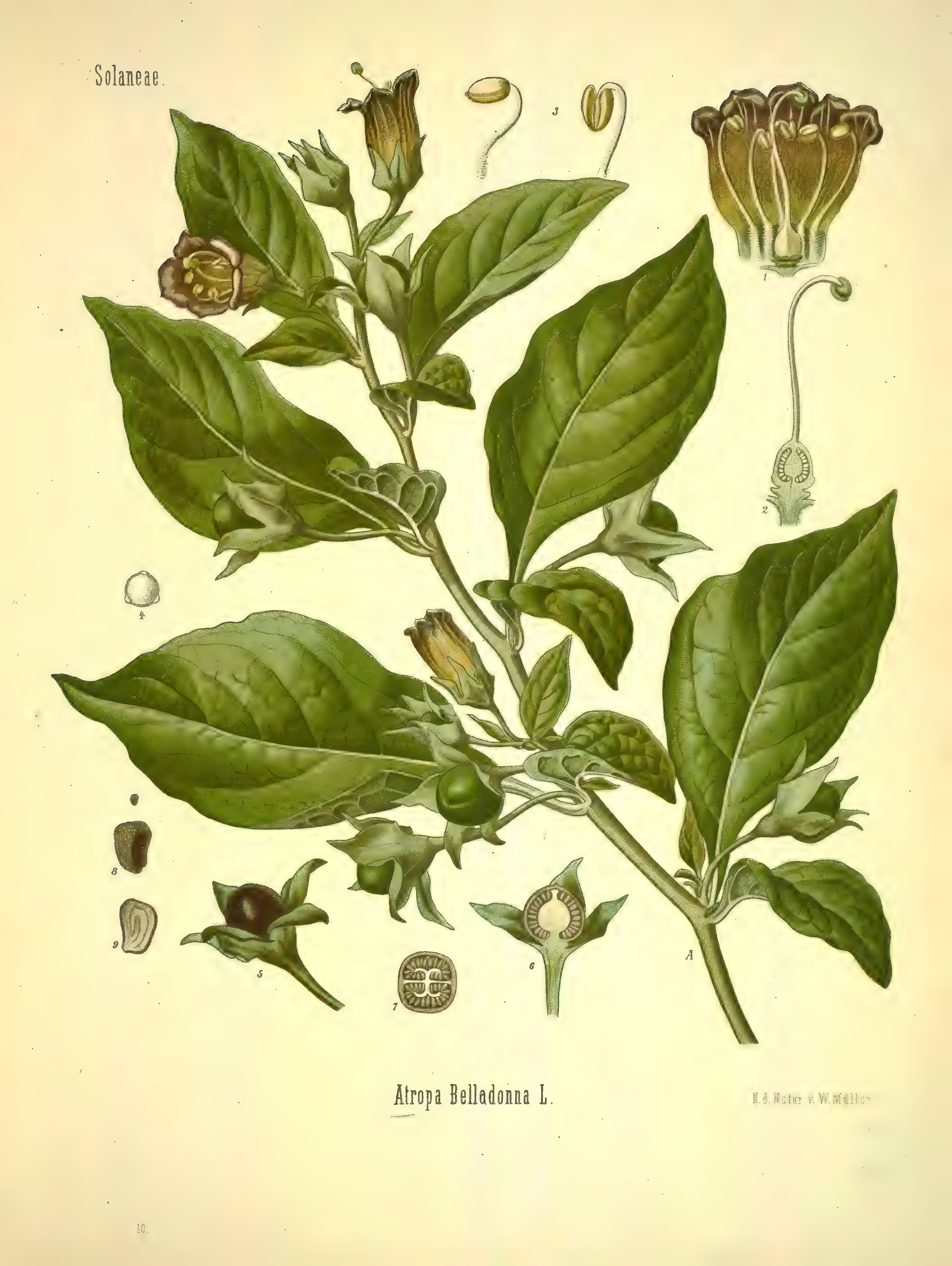 mobot31753002839139-1_page_253.png