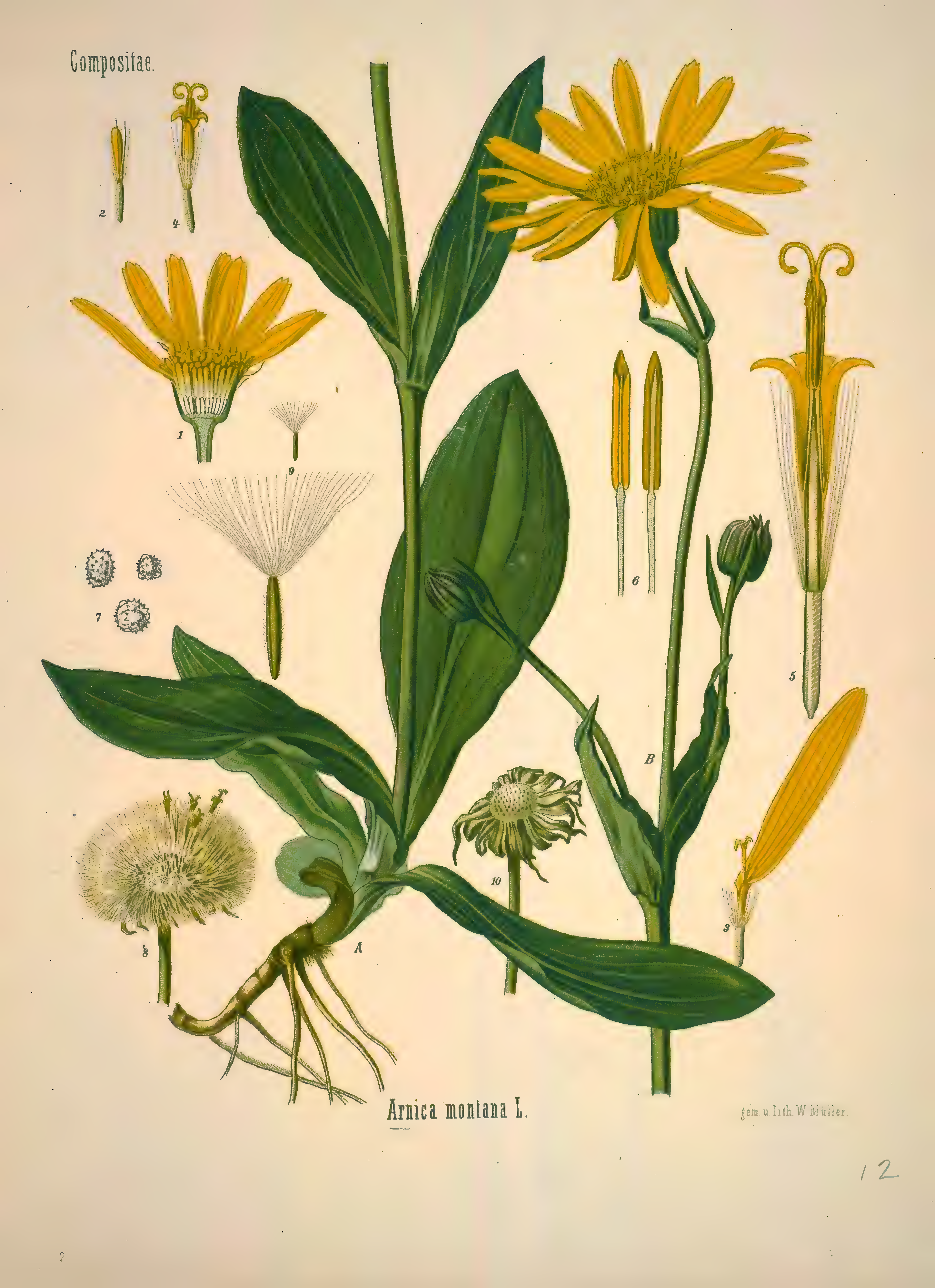 mobot31753002839139-1_page_257.png