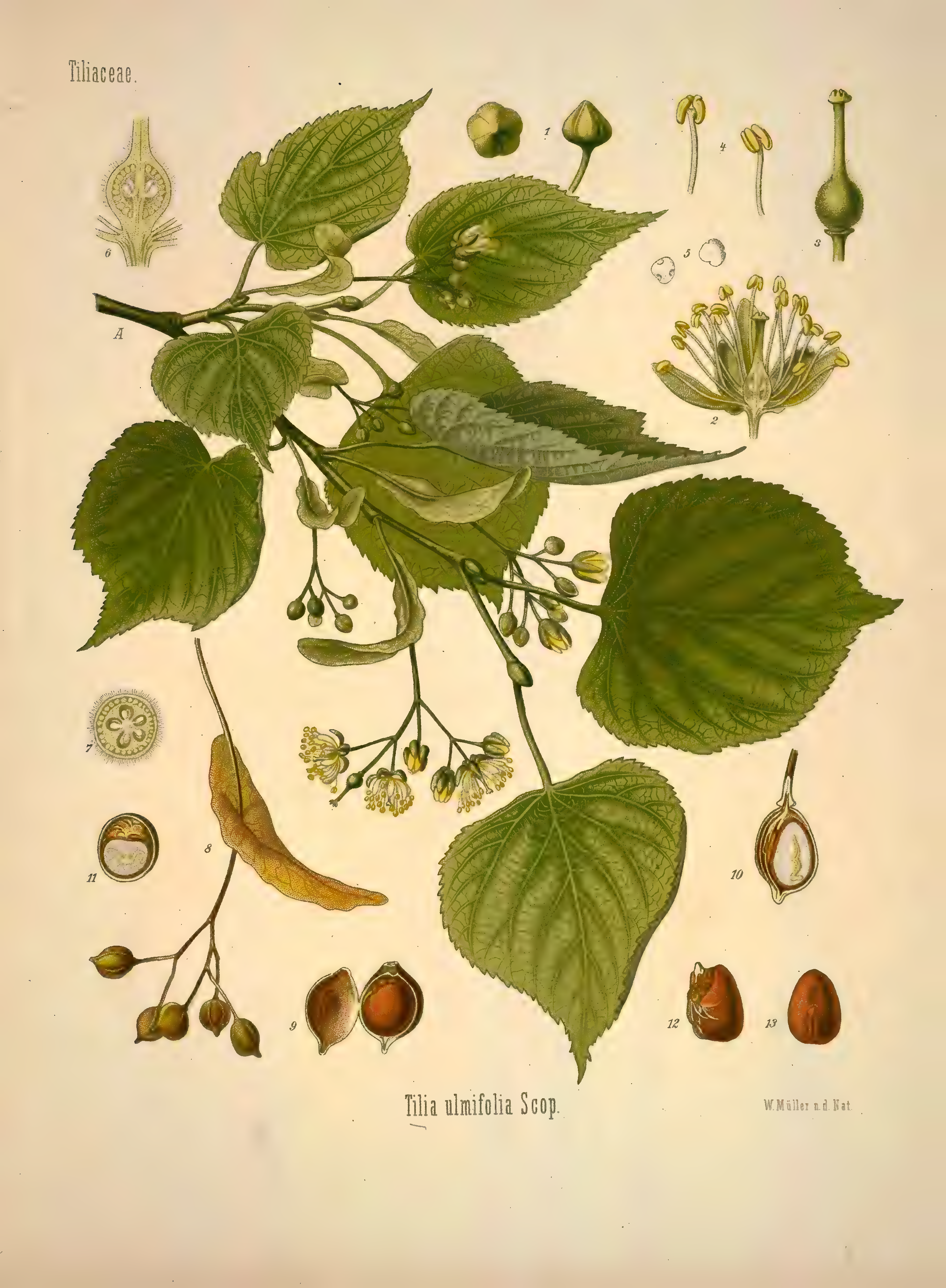 mobot31753002839139-1_page_265.png