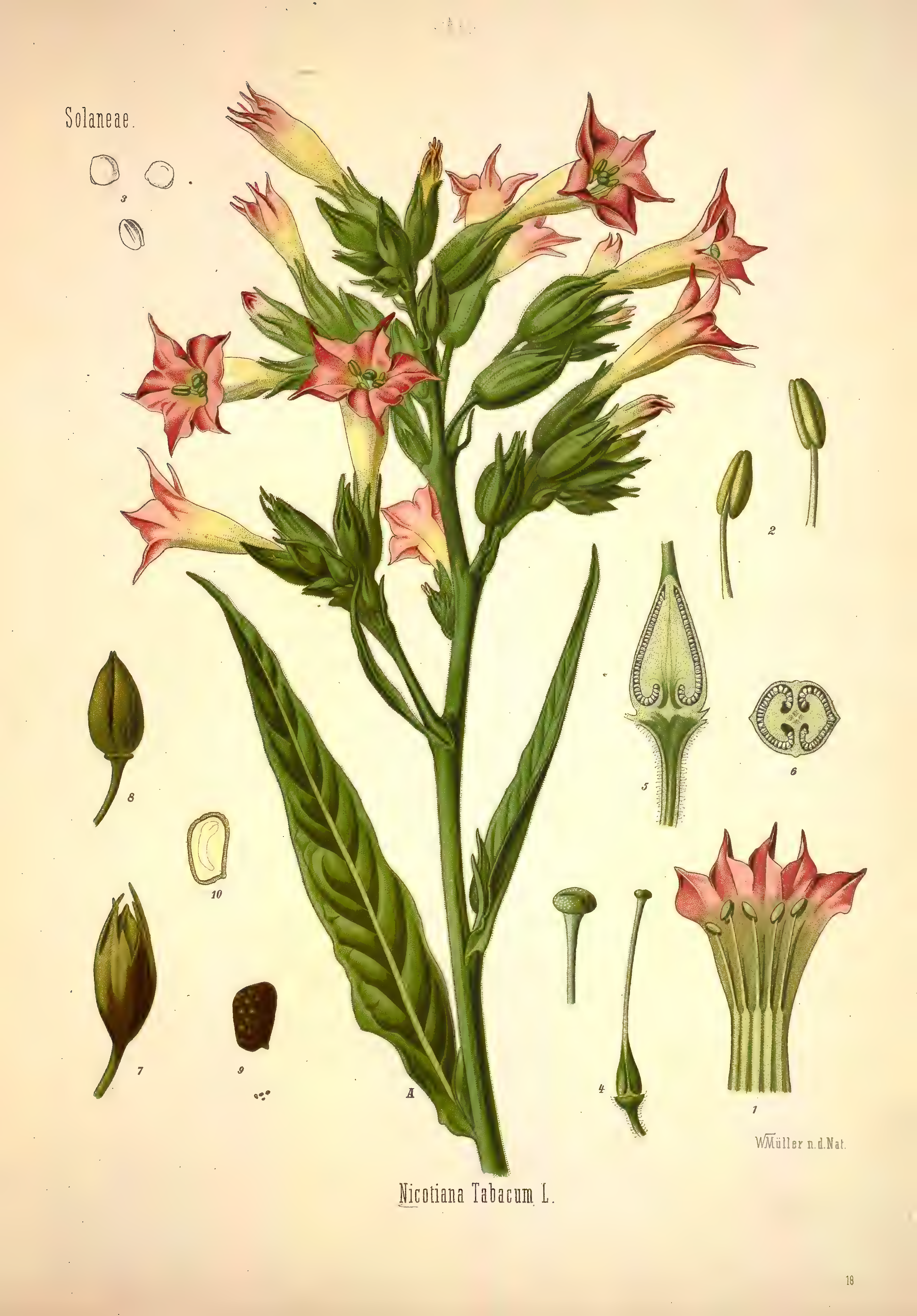 mobot31753002839139-1_page_271.png