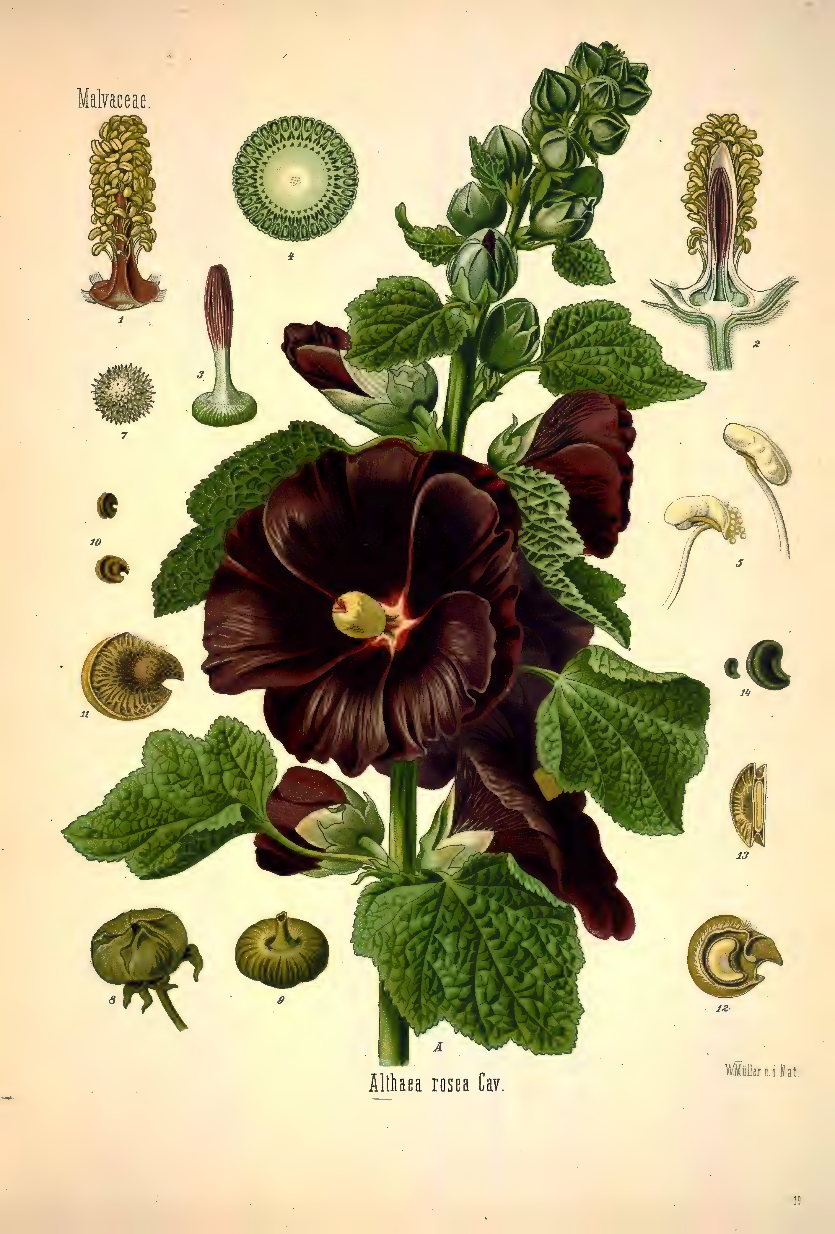mobot31753002839139-1_page_273.png