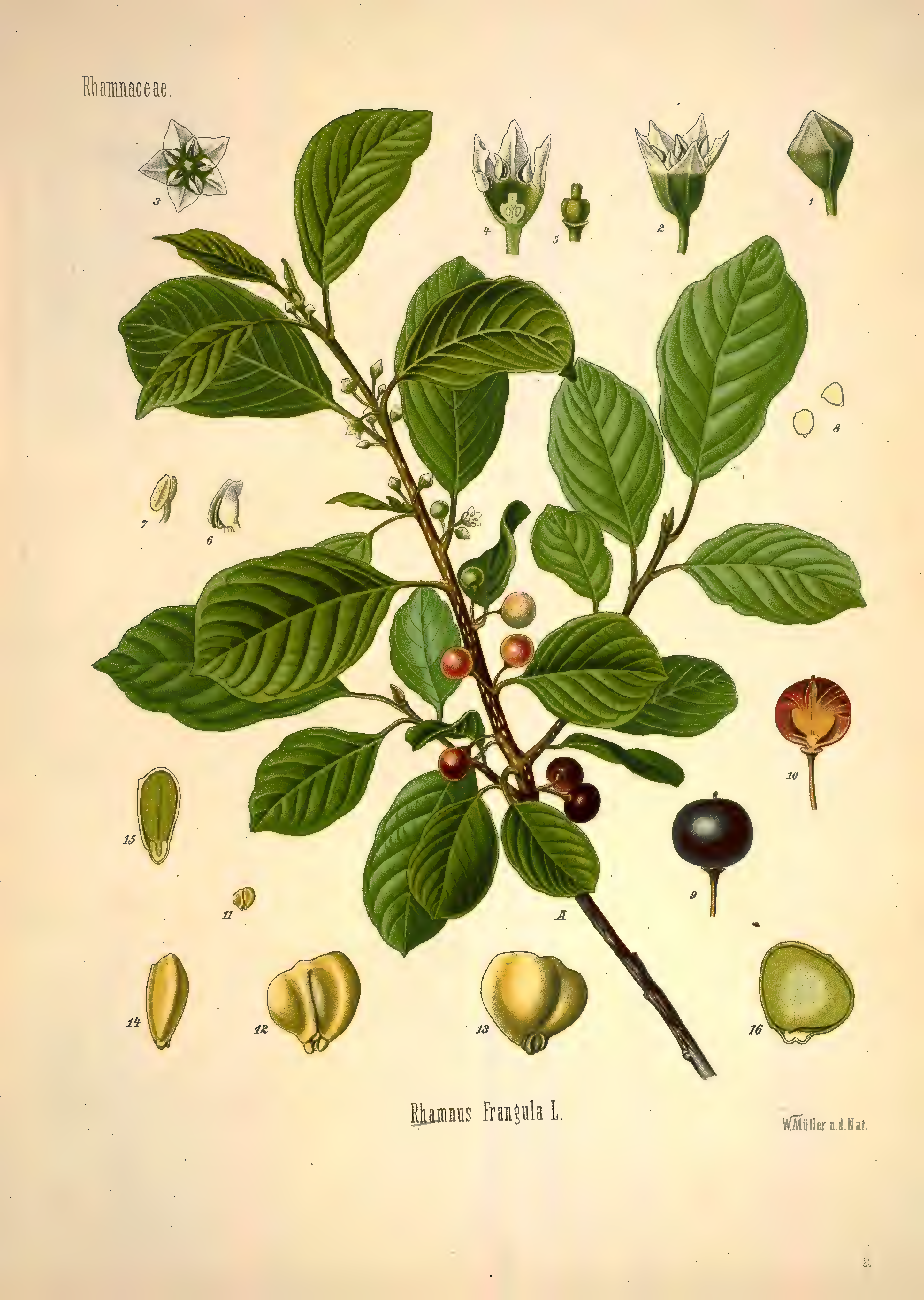 mobot31753002839139-1_page_275.png