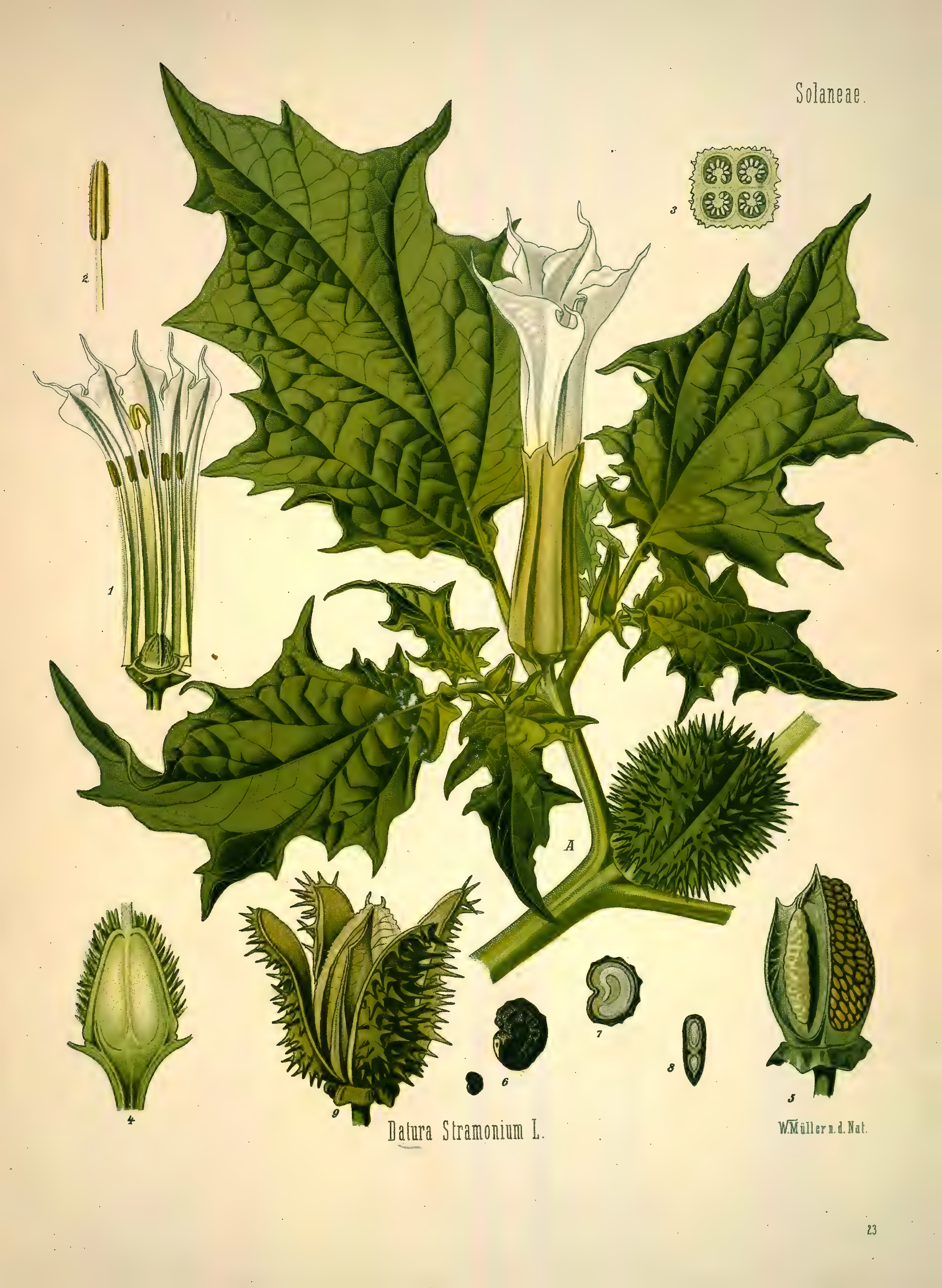 mobot31753002839139-1_page_281.png