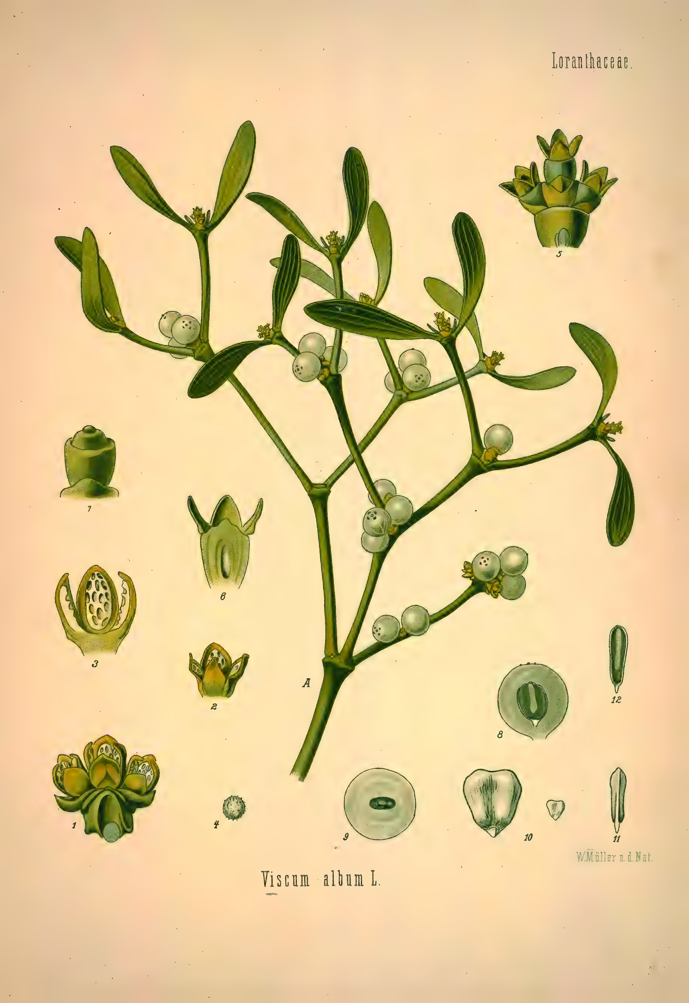 mobot31753002839139-1_page_293.png