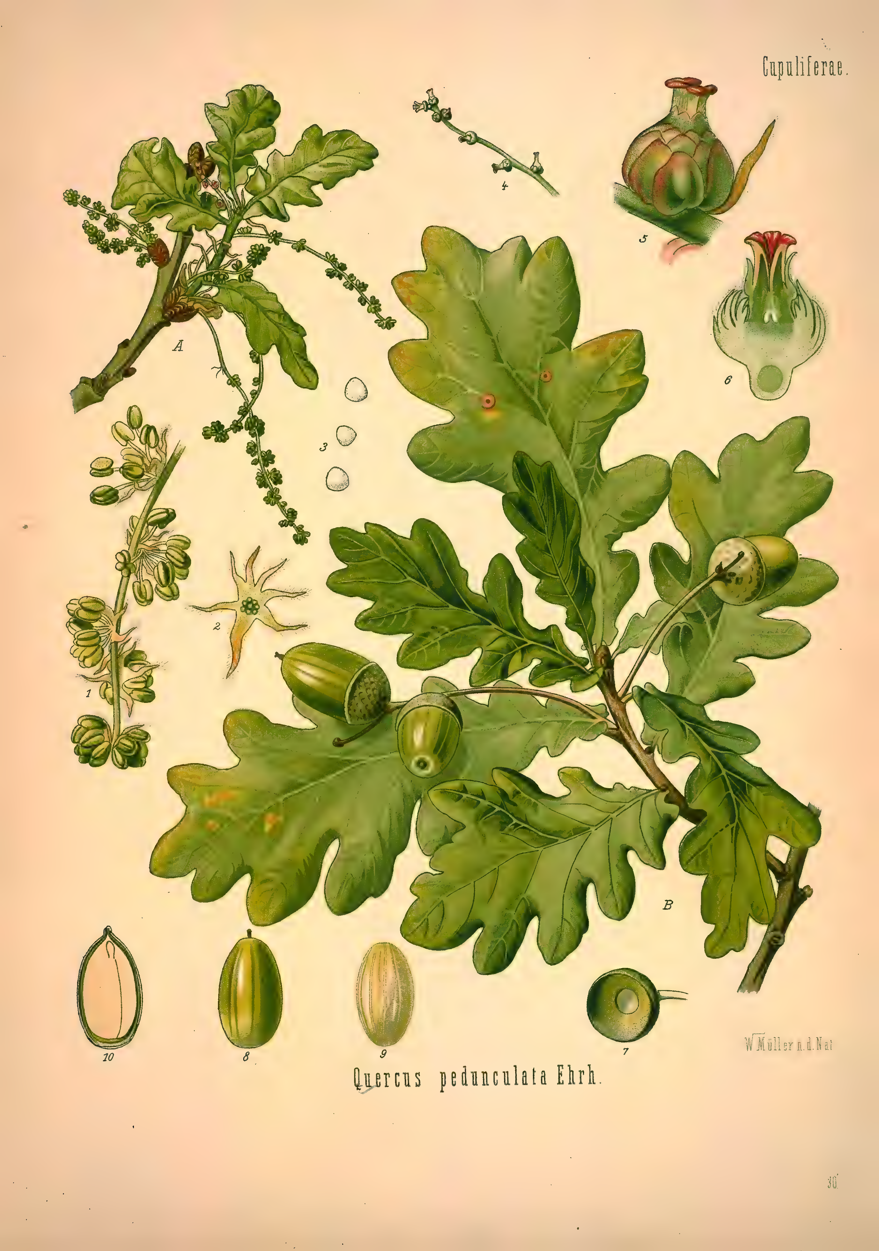 mobot31753002839139-1_page_295.png