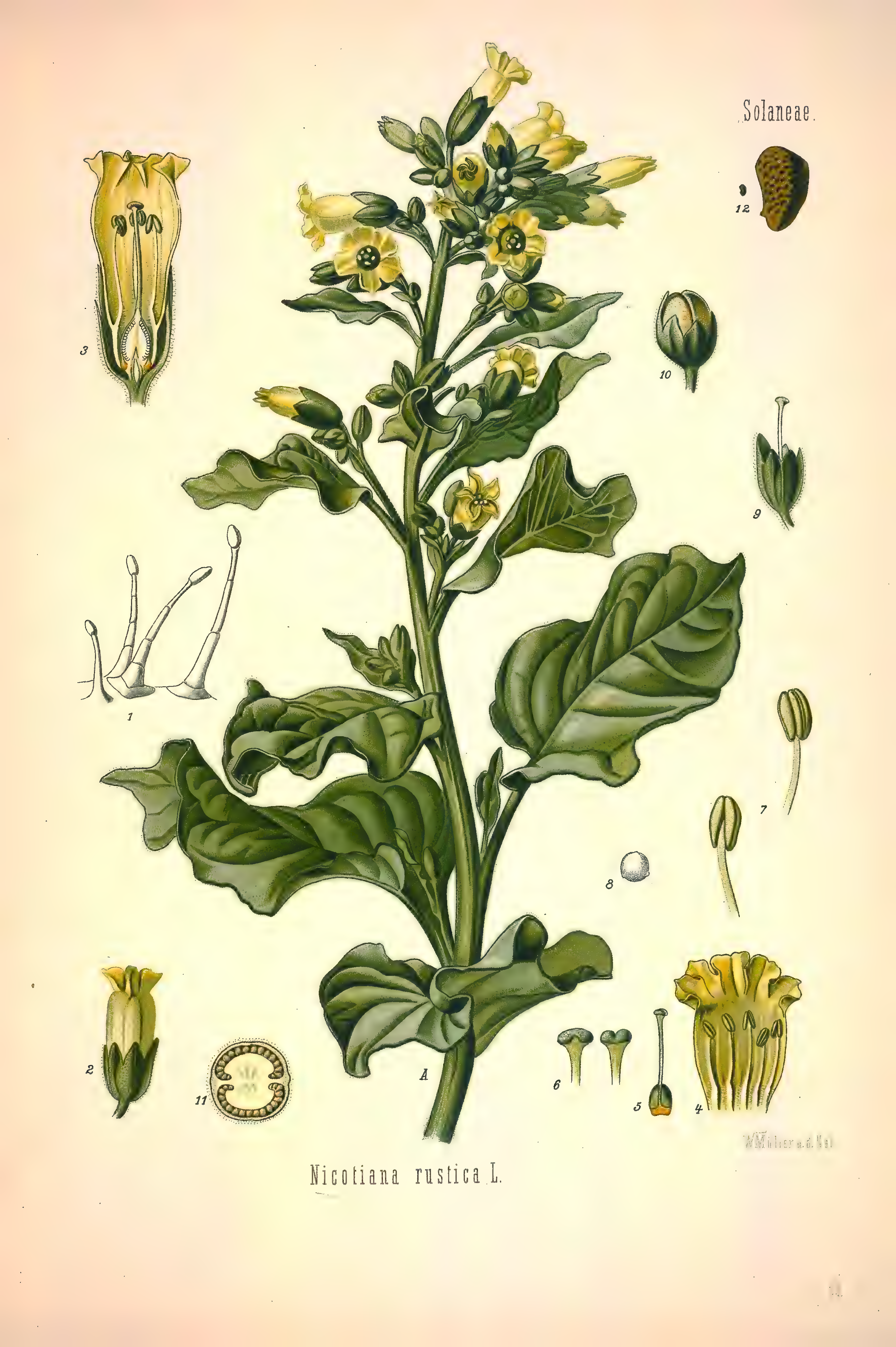 mobot31753002839139-1_page_299.png