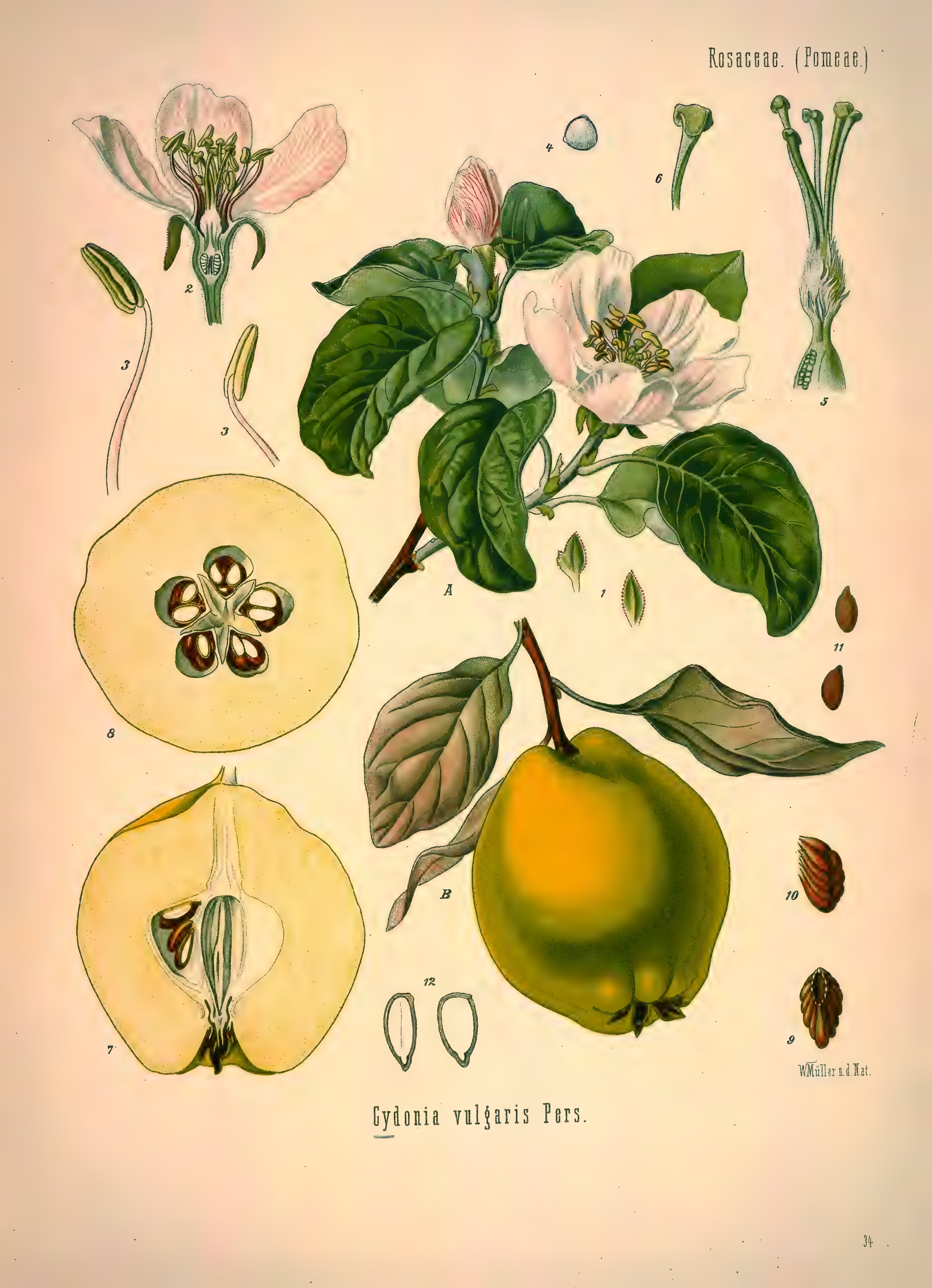 mobot31753002839139-1_page_303.png