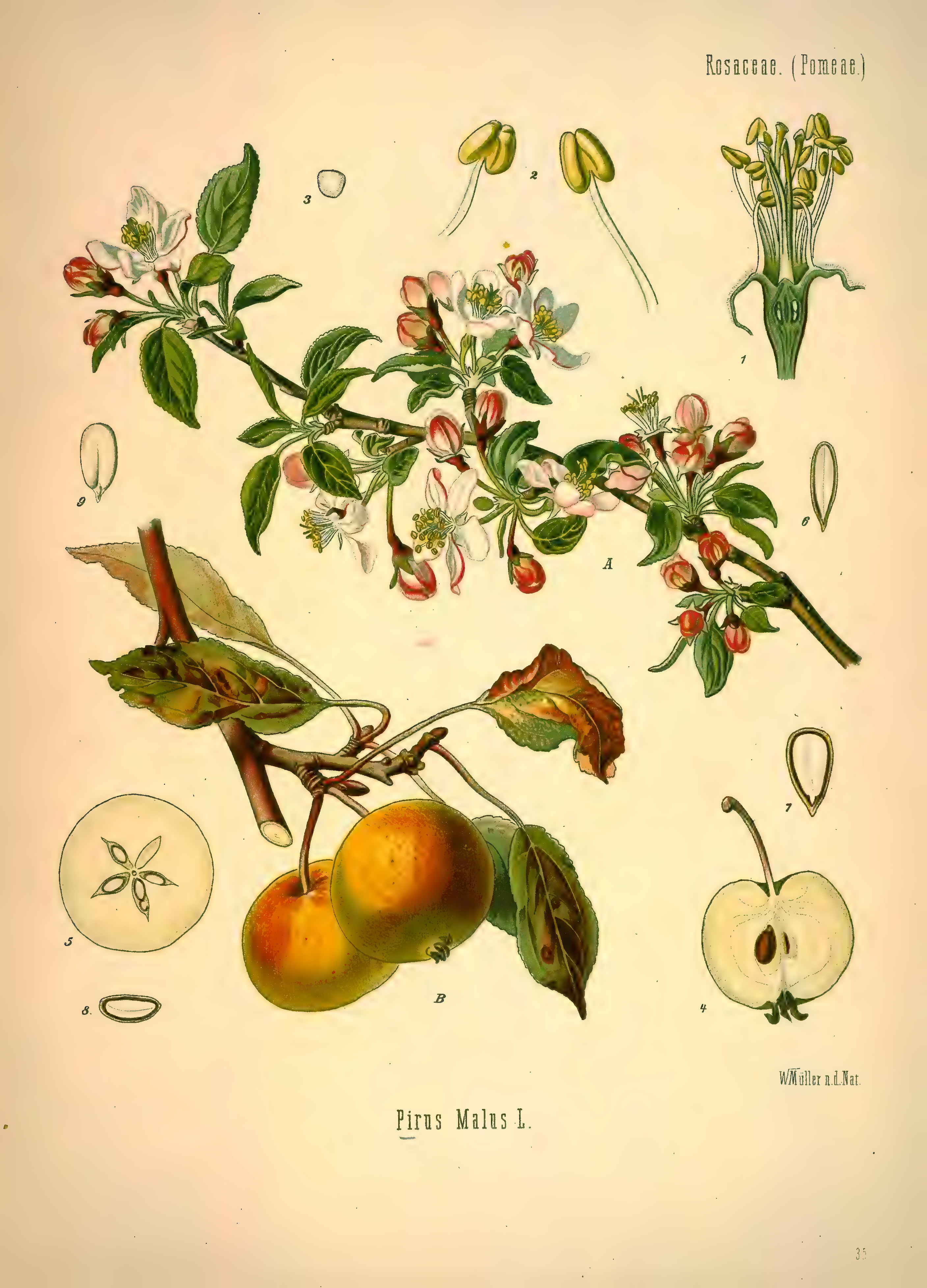 mobot31753002839139-1_page_305.png