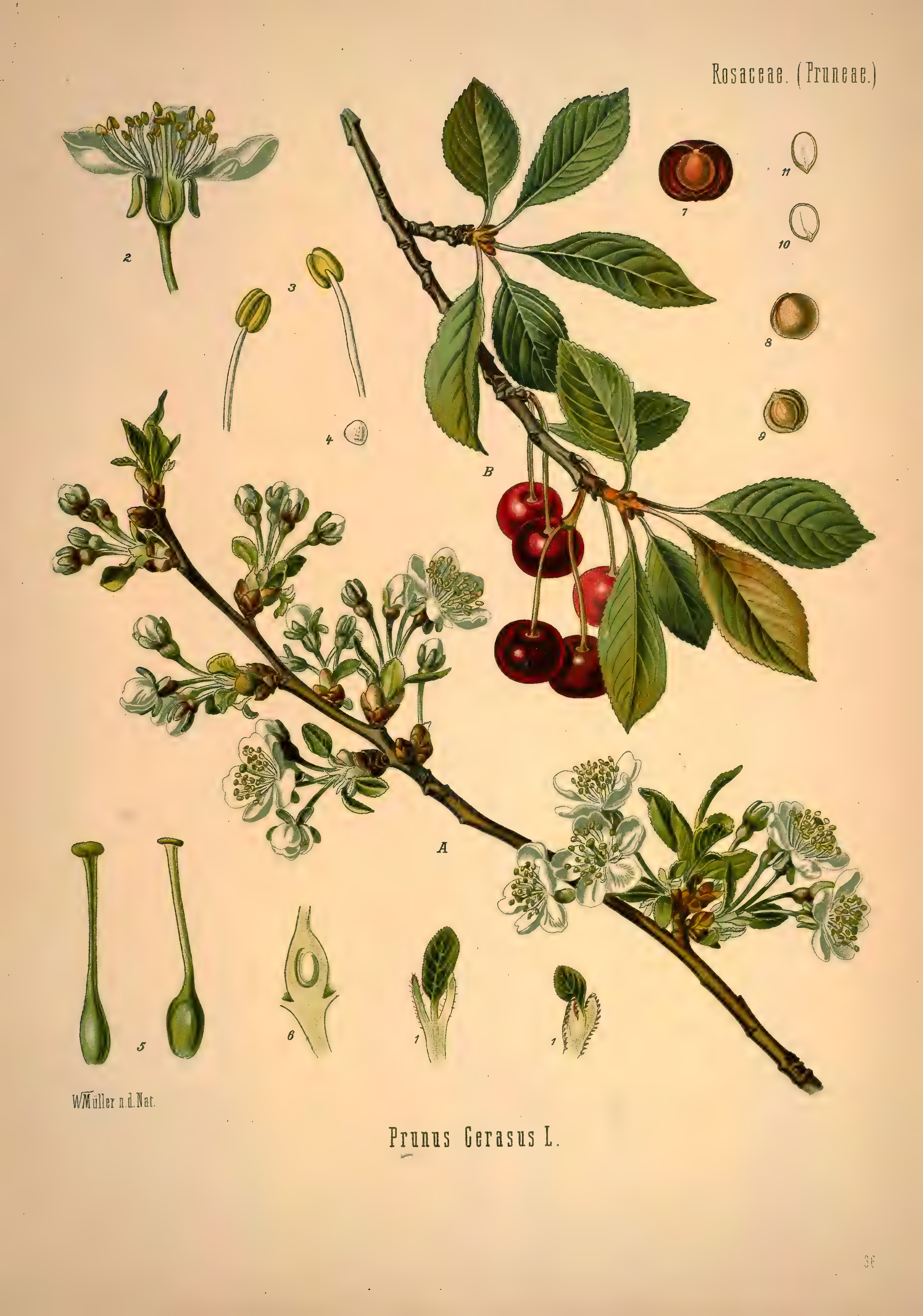 mobot31753002839139-1_page_307.png